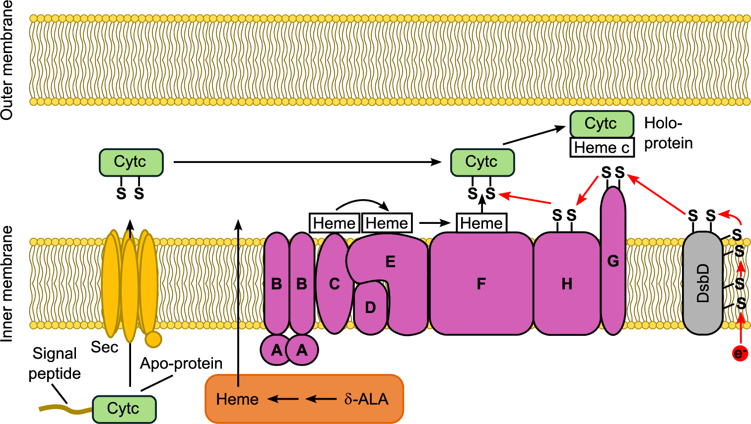 Vibrio natriegens as a superior host for the production of c-type  cytochromes and difficult-to-express redox proteins | Scientific Reports