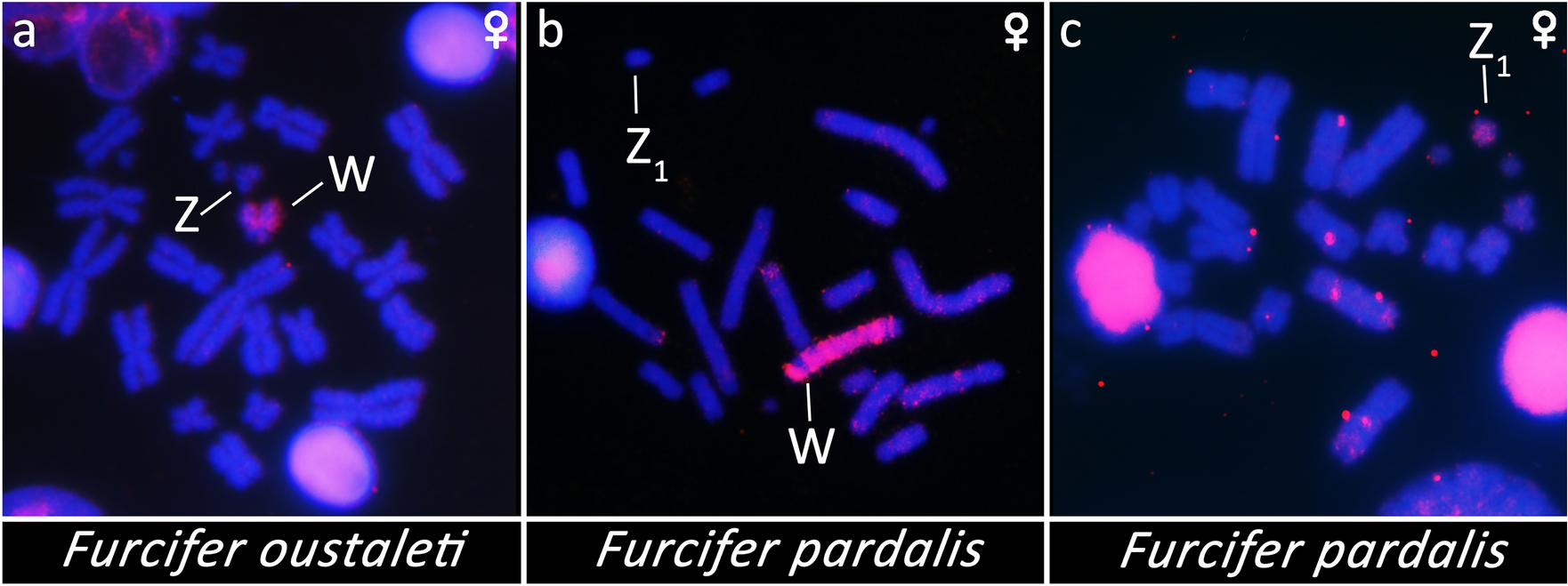 cp box porn pics Heteromorphic ZZ/ZW sex chromosomes sharing gene content with mammalian  XX/XY are conserved in Madagascan chameleons of the genus Furcifer |  Scientific Reports