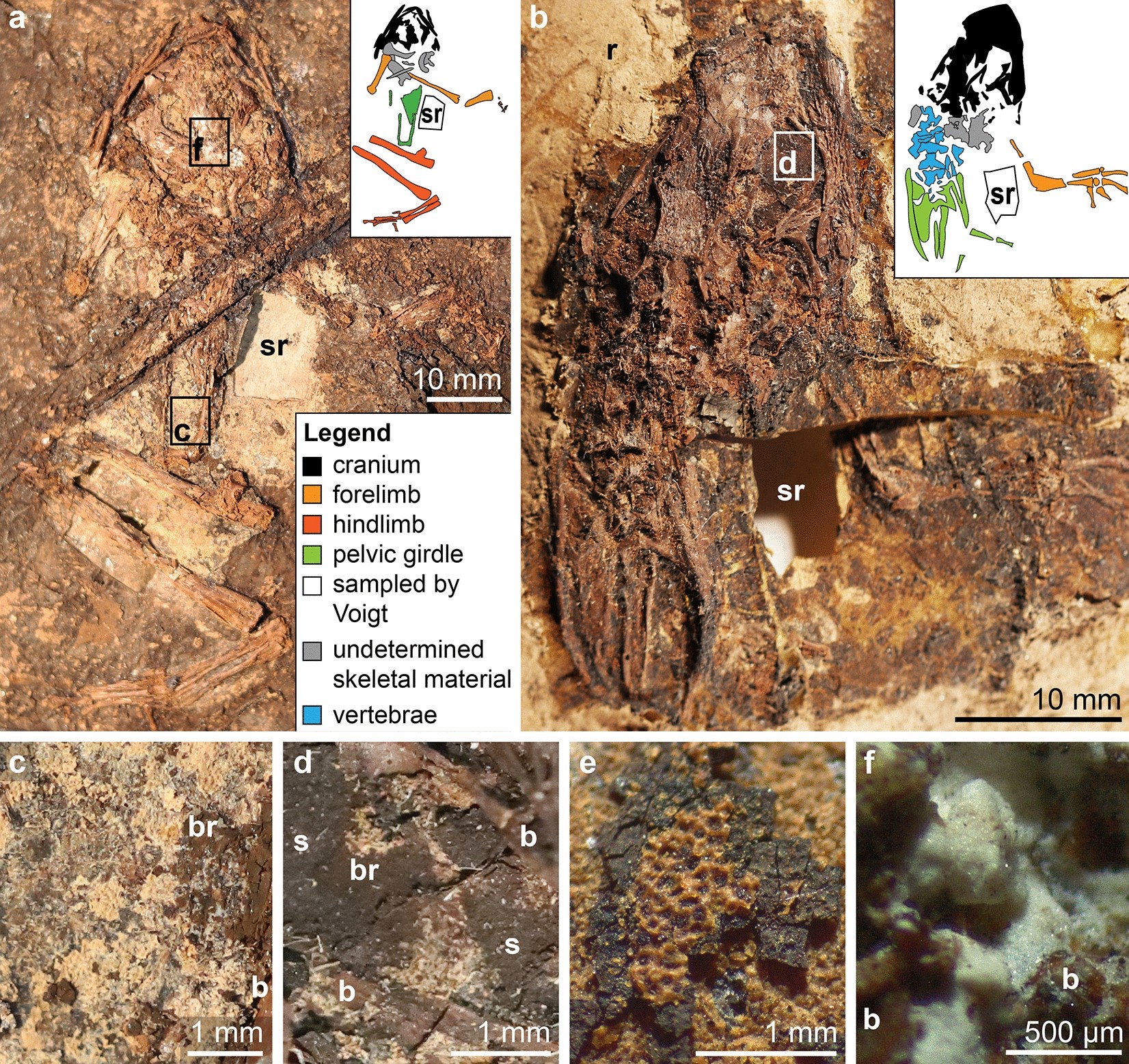 Fossilized anuran soft tissues reveal a new taphonomic model for 