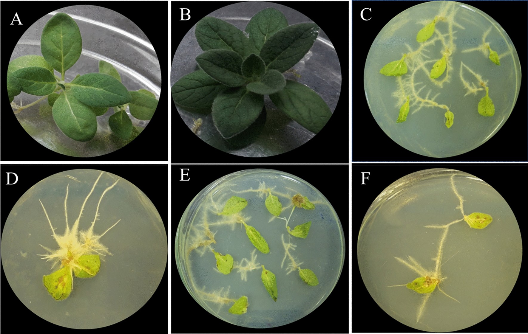 Optimization of induction and hairy root culture establishment in two  mullein species, Verbascum erianthum and Verbascum stachydiforme |  Scientific Reports