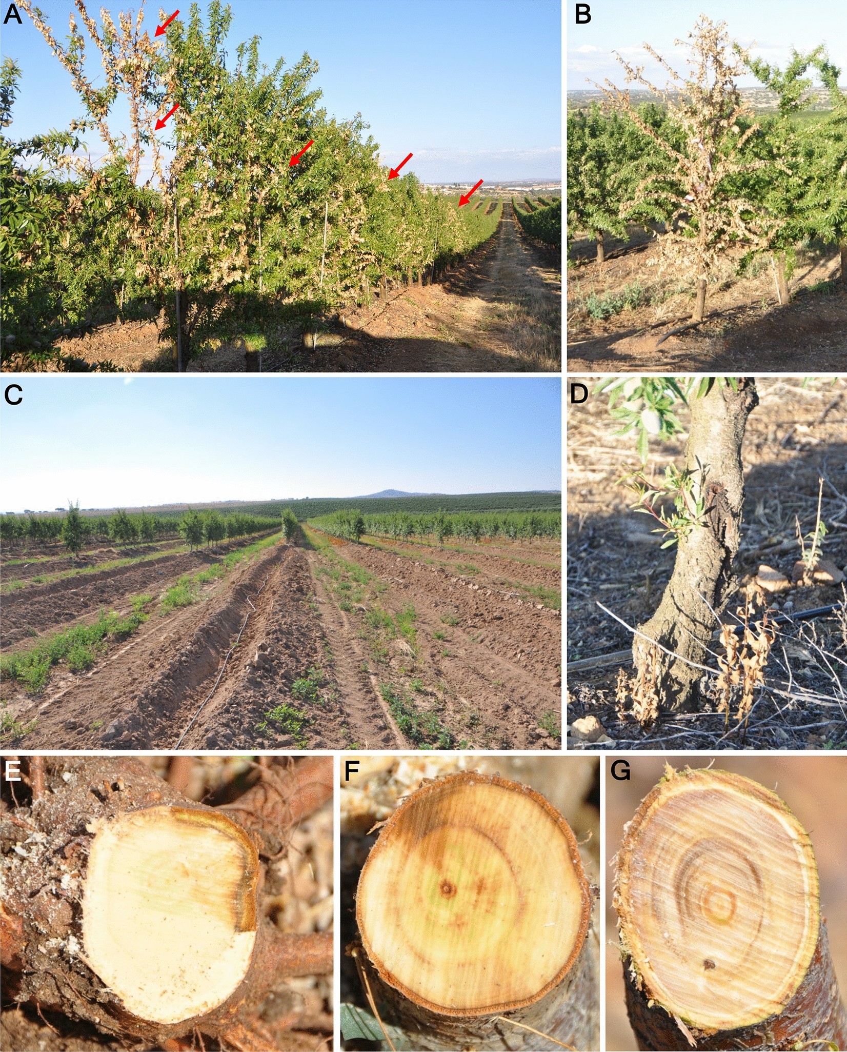 Identification and pathogenicity of Fusarium species associated with  wilting and crown rot in almond (Prunus dulcis) | Scientific Reports