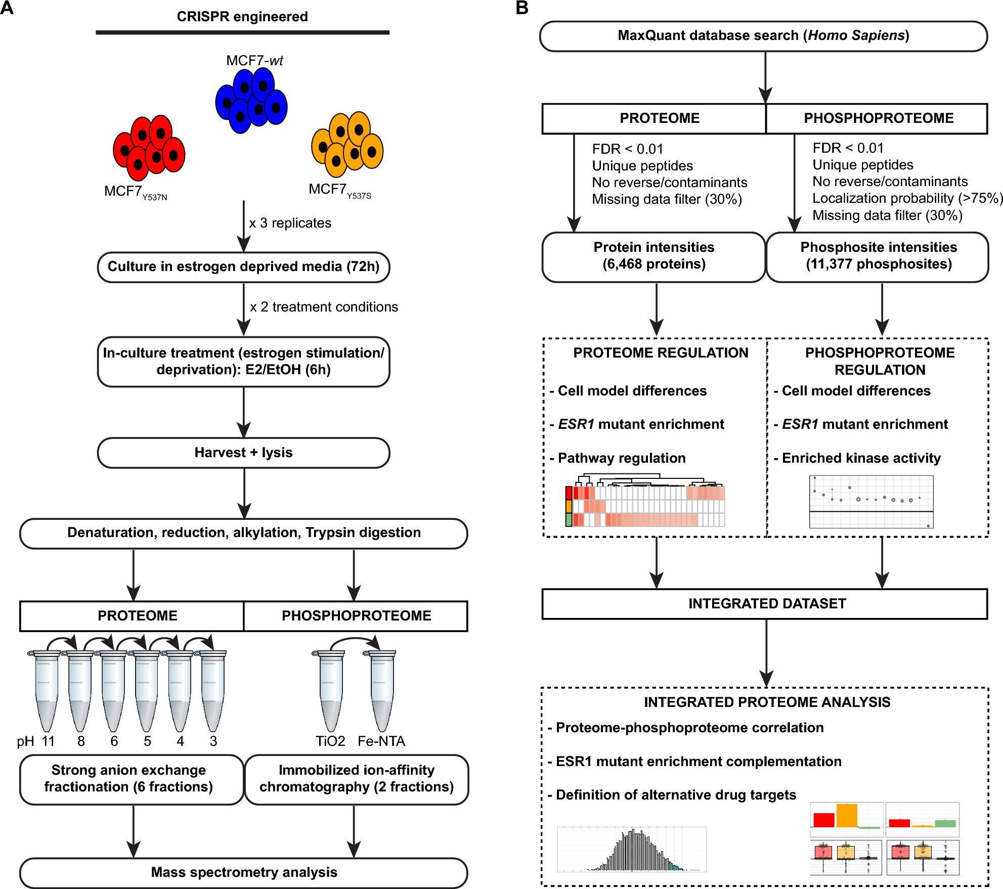 Proteomic profiling reveals that ESR1 mutations enhance cyclin-dependent  kinase signaling | Scientific Reports