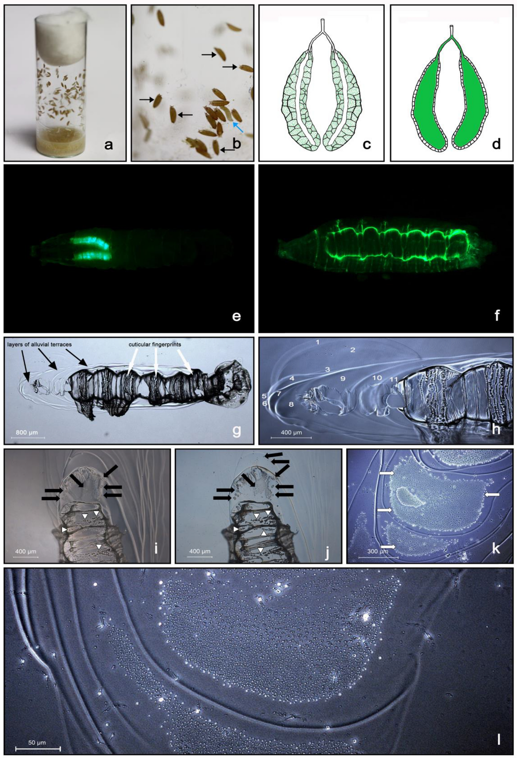 Gross morphology and adhesion-associated physical properties of 
