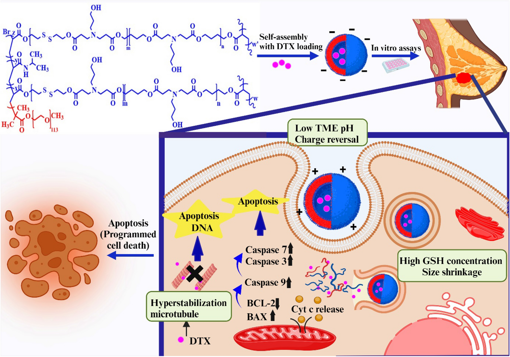 glutathione-responsive prodrug Engineering near-infrared polymeric system for fluorescence imaging in tumor therapy Engineered Dual pH/GSH-Responsive Lignin-Based Nanocarriers