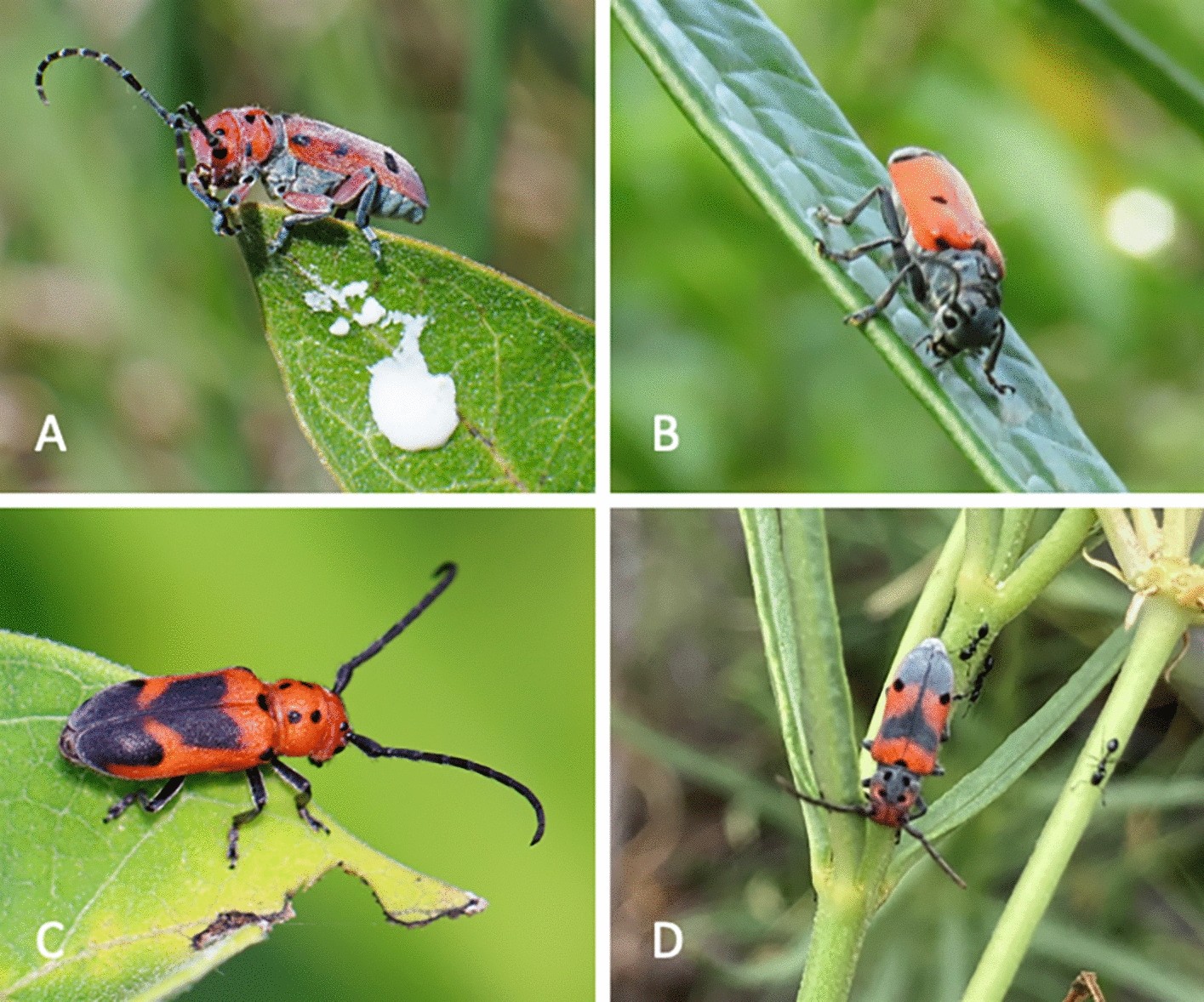 Phylogenomics of Tetraopes longhorn beetles unravels their 