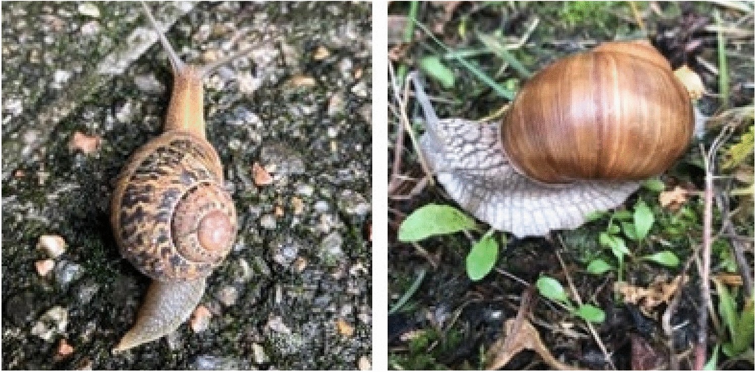 Welfare of invertebrates: a pilot study on a new land snail ...