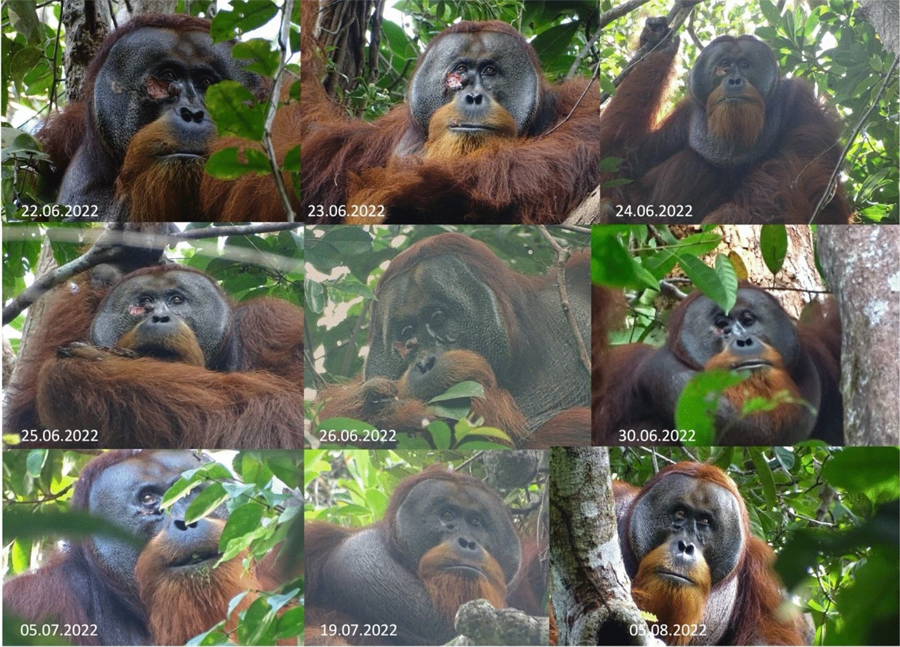 Registran por primera vez a un orangután herido curándose a sí mismo con una planta medicinal 