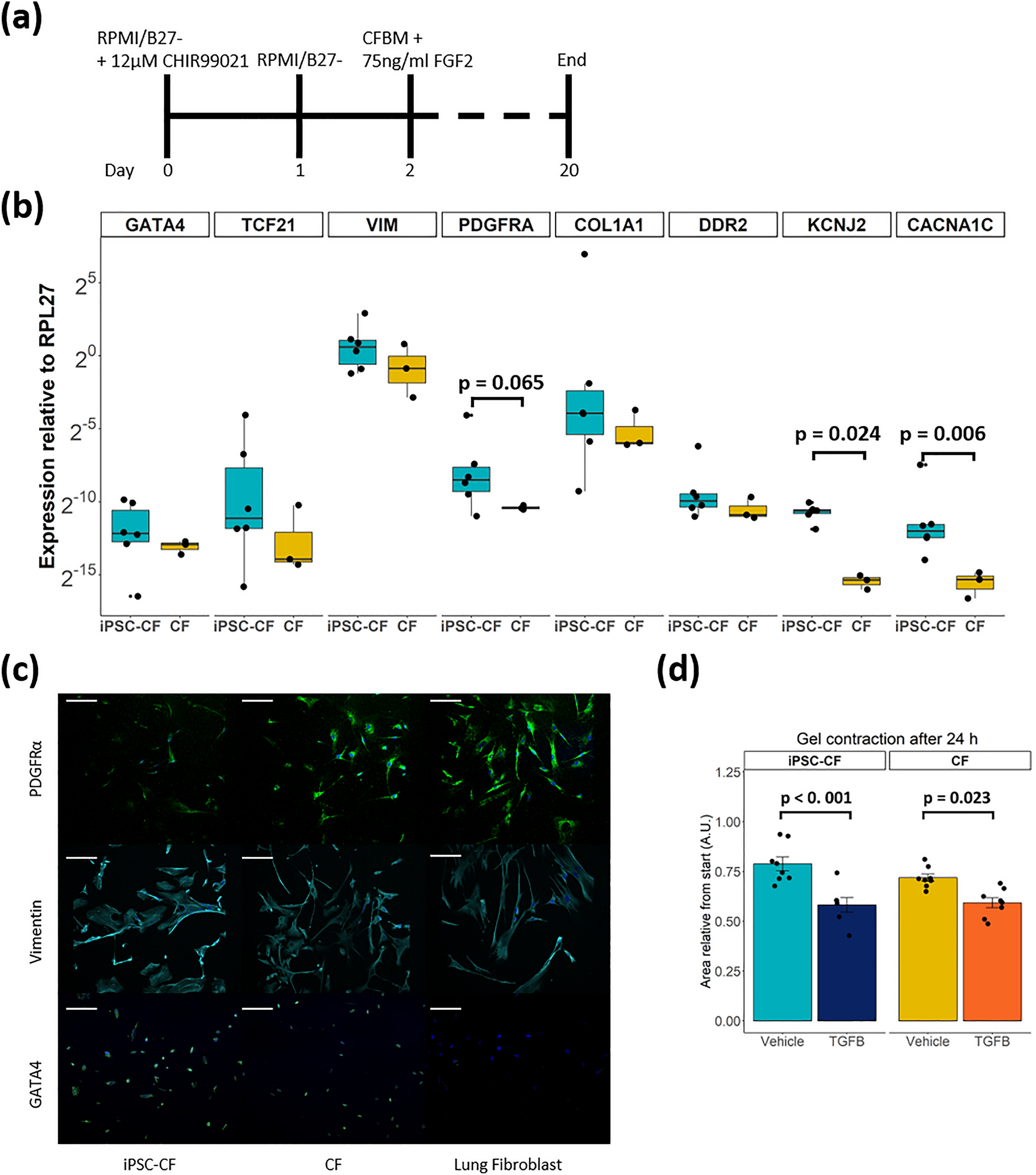 Mechanical stimulation of induced pluripotent stem cell derived cardiac  fibroblasts | Scientific Reports