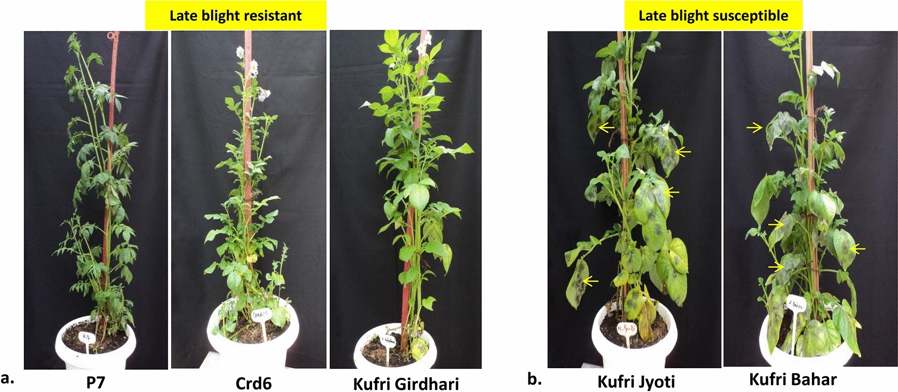 Transcriptome analysis reveals genes associated with late blight resistance  in potato | Scientific Reports