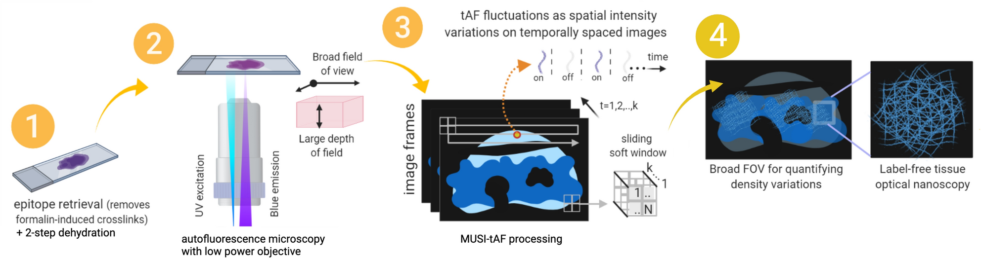 Molecular histopathology of matrix proteins through autofluorescence  super-resolution microscopy | Scientific Reports