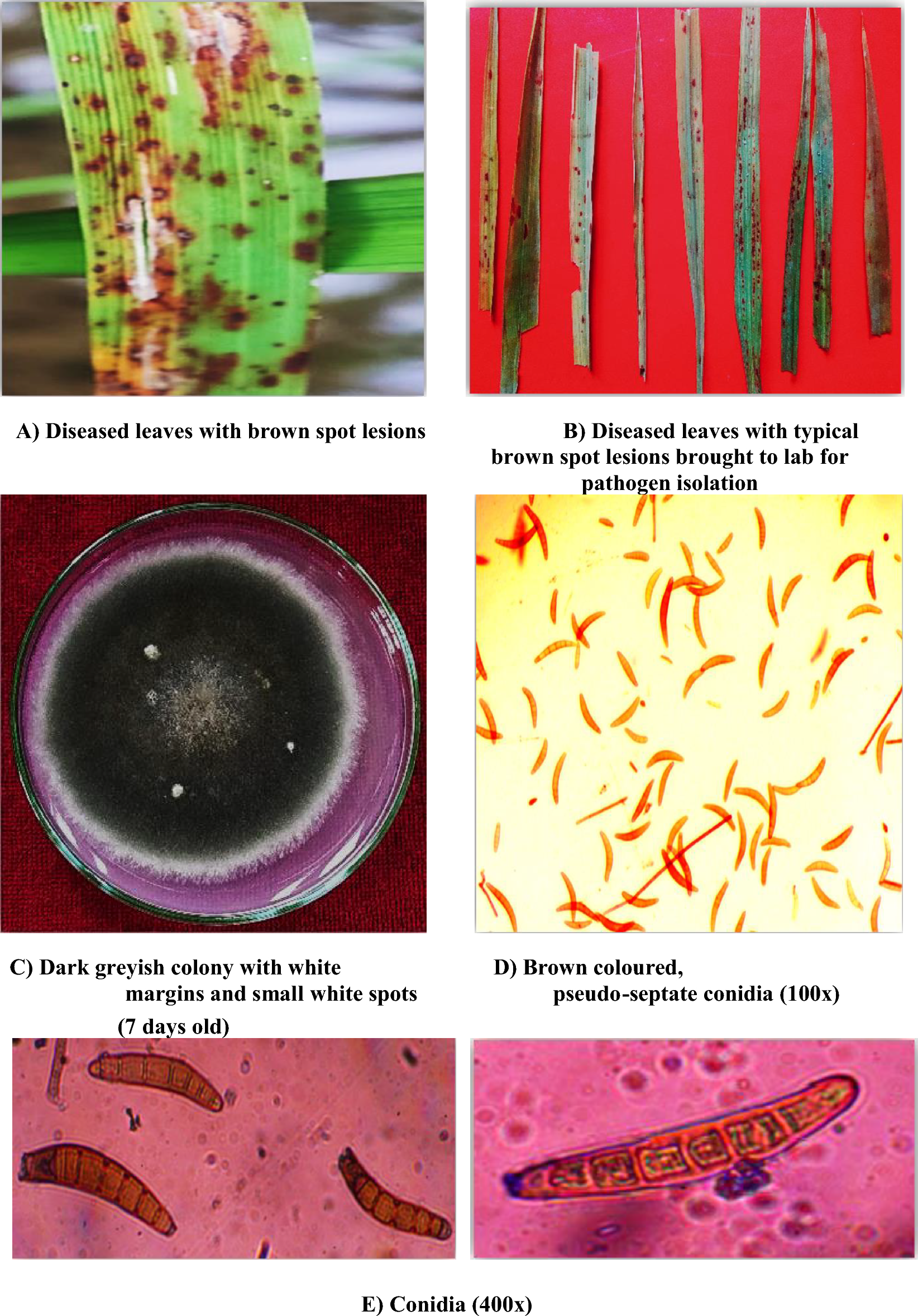 Identification of plant based potential antifungal compounds against BMK-1  protein of Bipolaris oryzae using molecular docking approach | Scientific  Reports