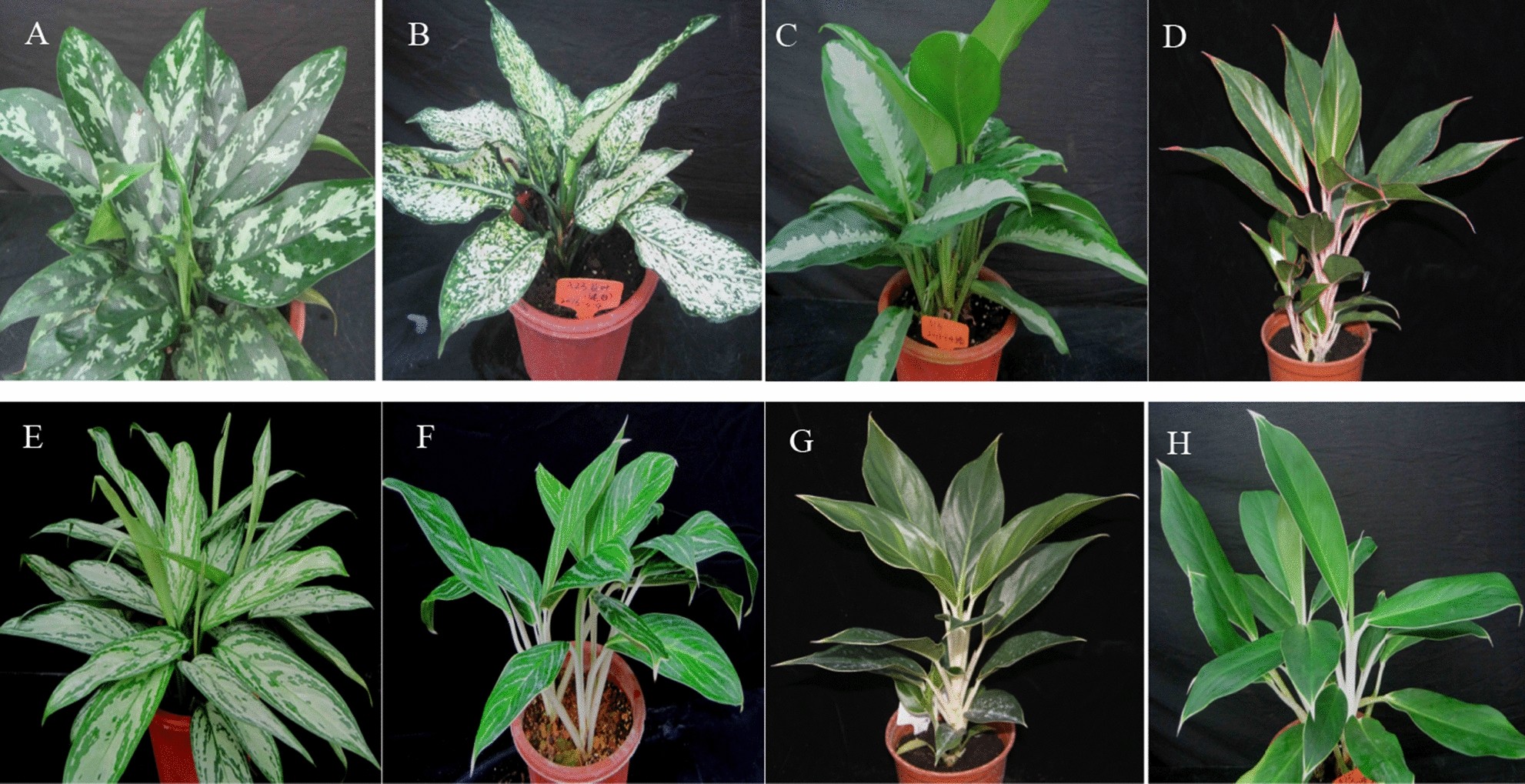 Comparative chloroplast genomics, phylogenetic relationships and molecular  markers development of Aglaonema commutatum and seven green cultivars of  Aglaonema | Scientific Reports