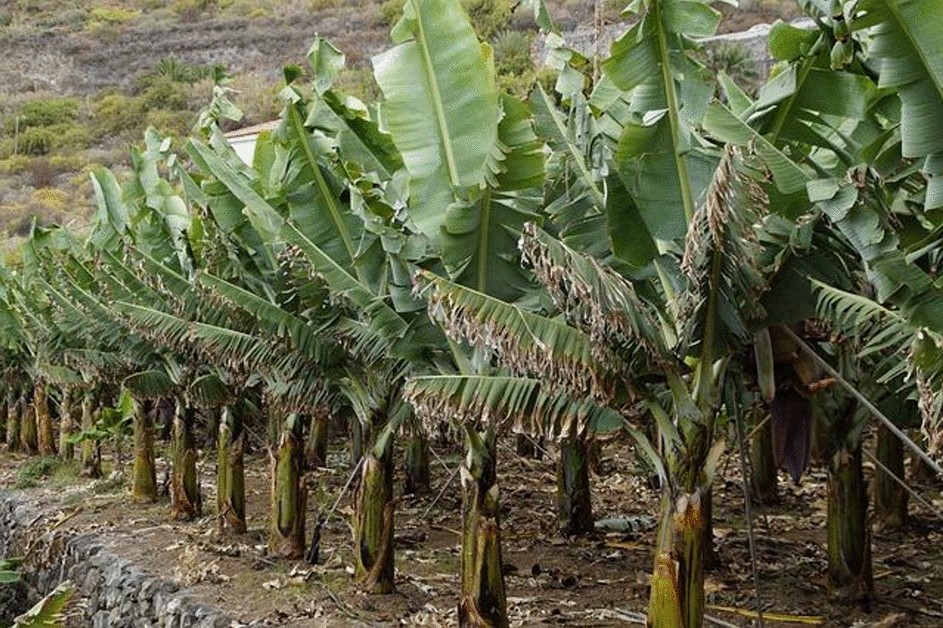 Analysis of banana plant health using machine learning techniques |  Scientific Reports