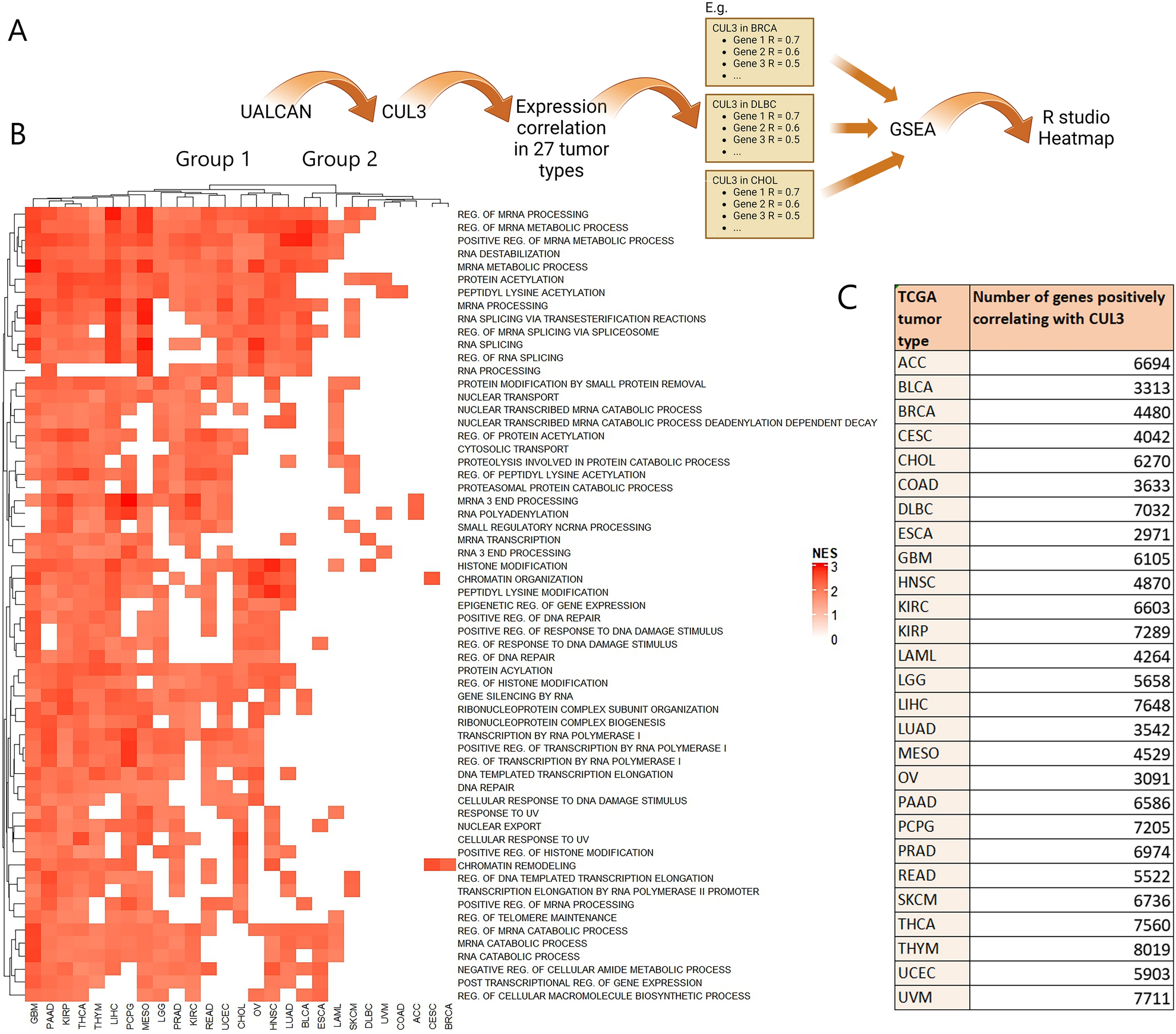 Prognostic potential of CUL3 ligase with differential roles in luminal A  and basal type breast cancer tumors | Scientific Reports