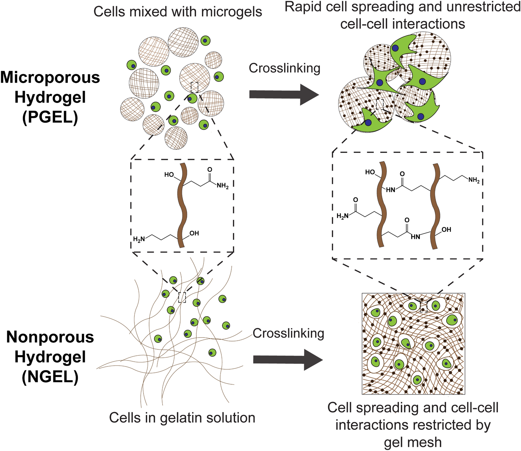 Enhanced osteogenesis of mesenchymal stem cells encapsulated in injectable  microporous hydrogel | Scientific Reports