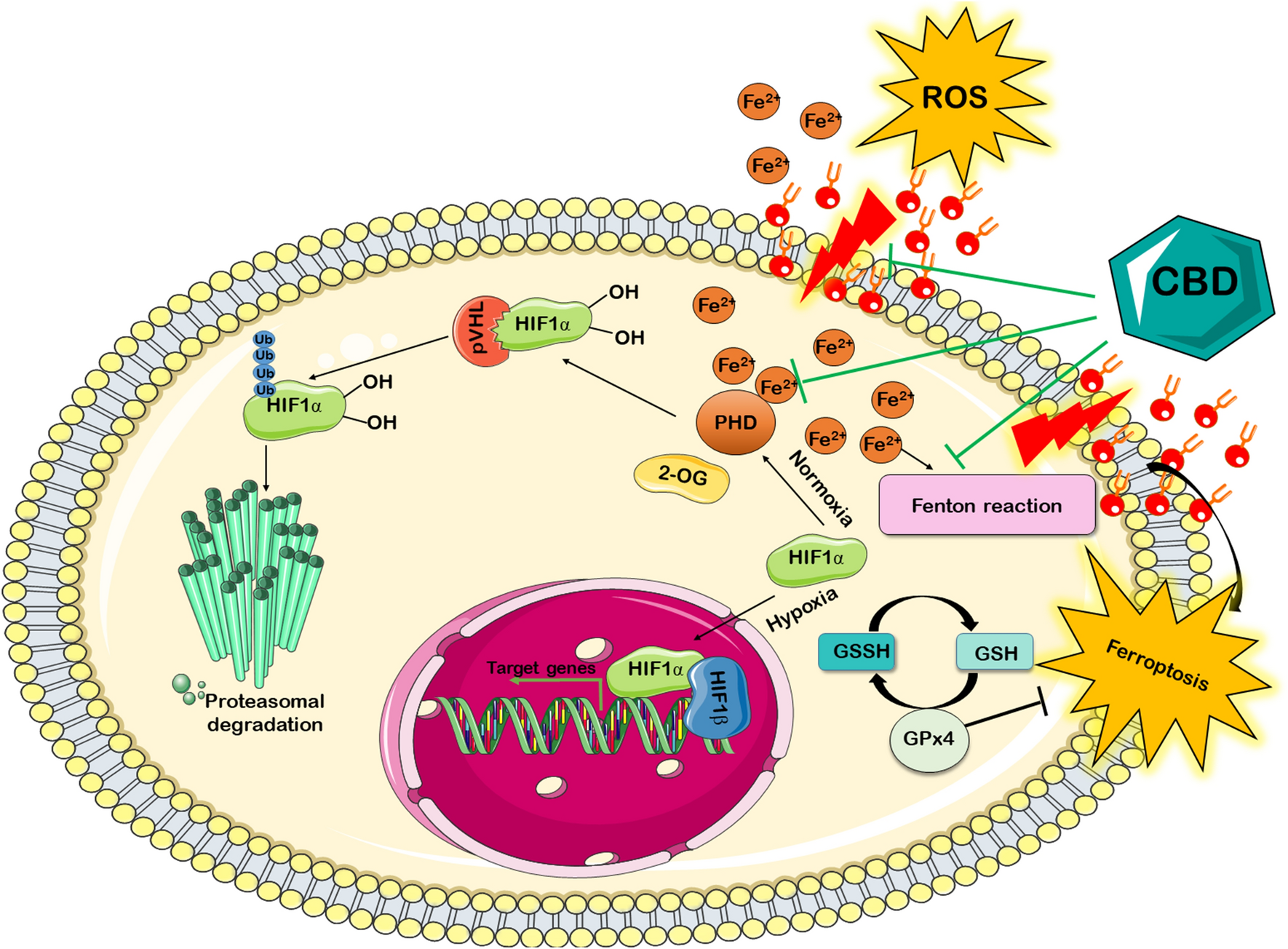 glutathione thc Cannabidiol effectively prevents oxidative stress and stabilizes  hypoxia-inducible factor-1 alpha (HIF-1α) in an animal model of global  hypoxia