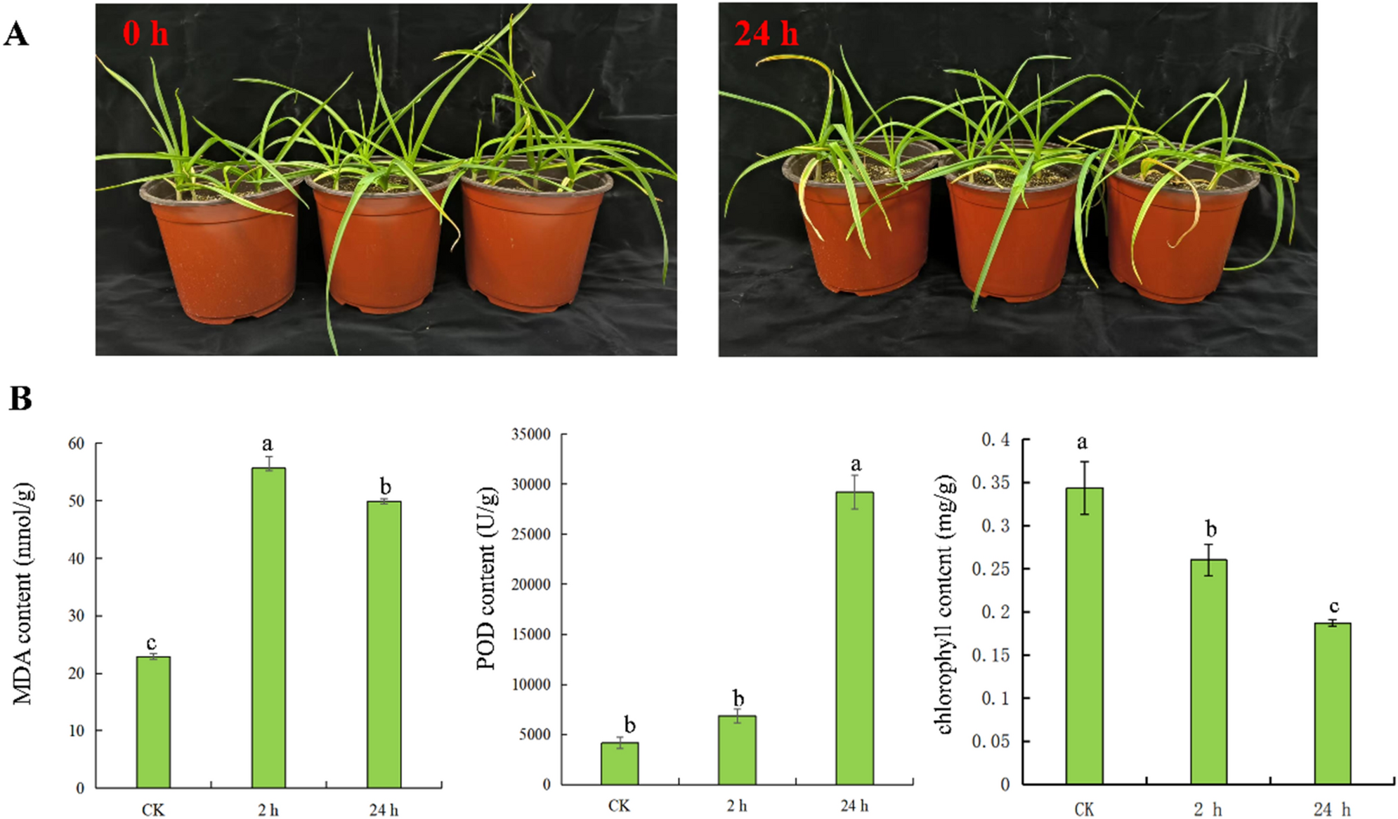Transcriptome sequencing of garlic reveals key genes related to the heat stress response