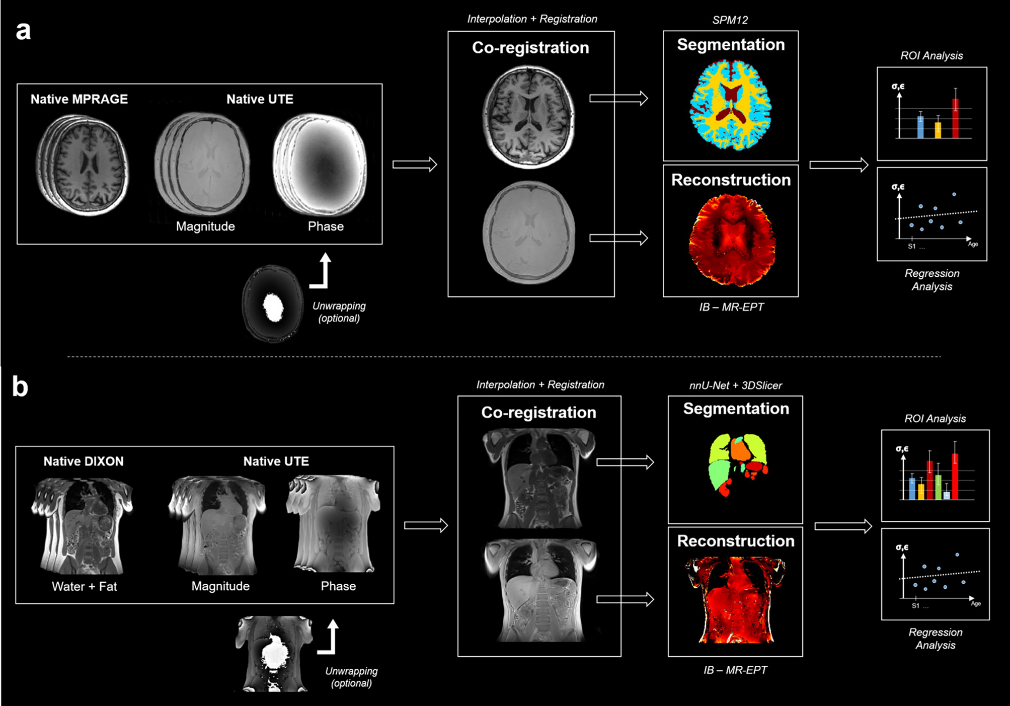 Changes of in vivo electrical conductivity in the brain and torso