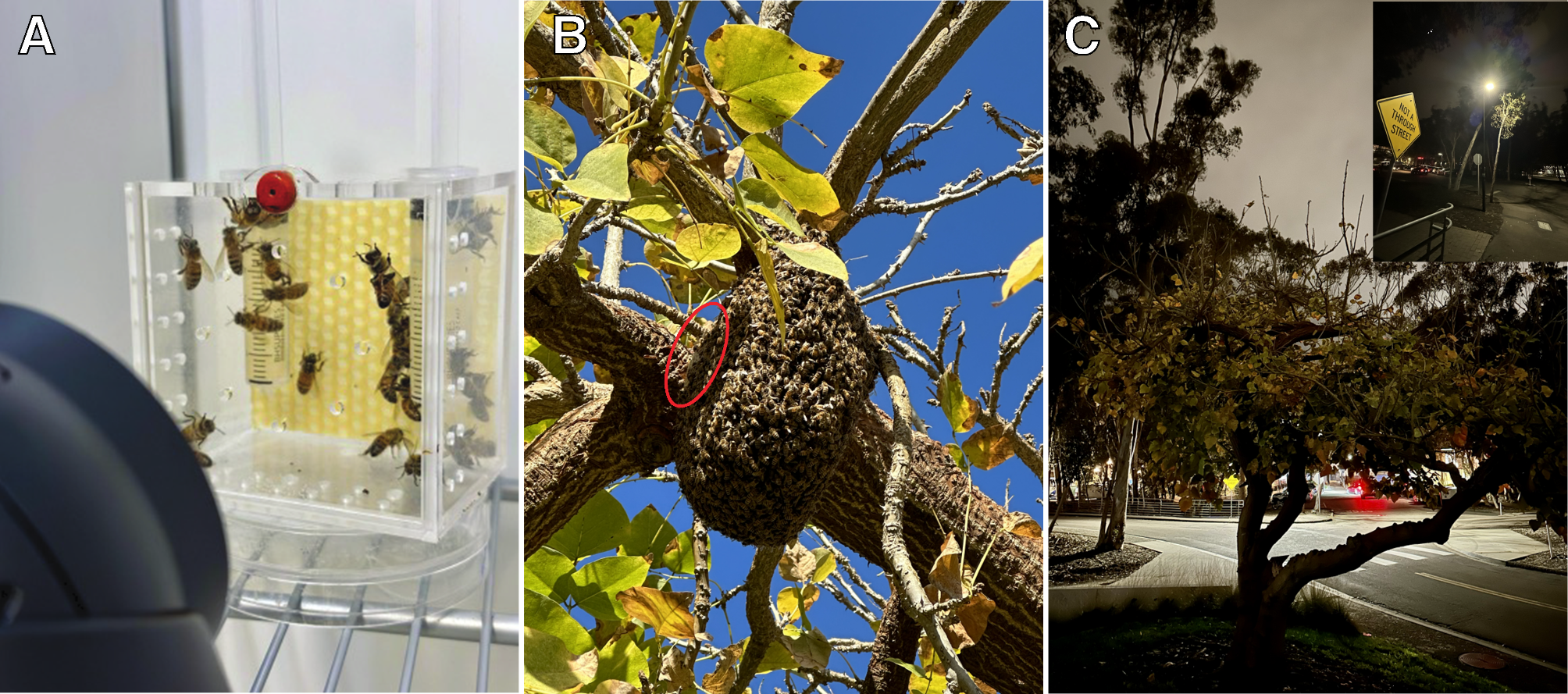 ミツバチにとって睡眠は軽い問題ではない(Sleep is No Light Matter for Bees)