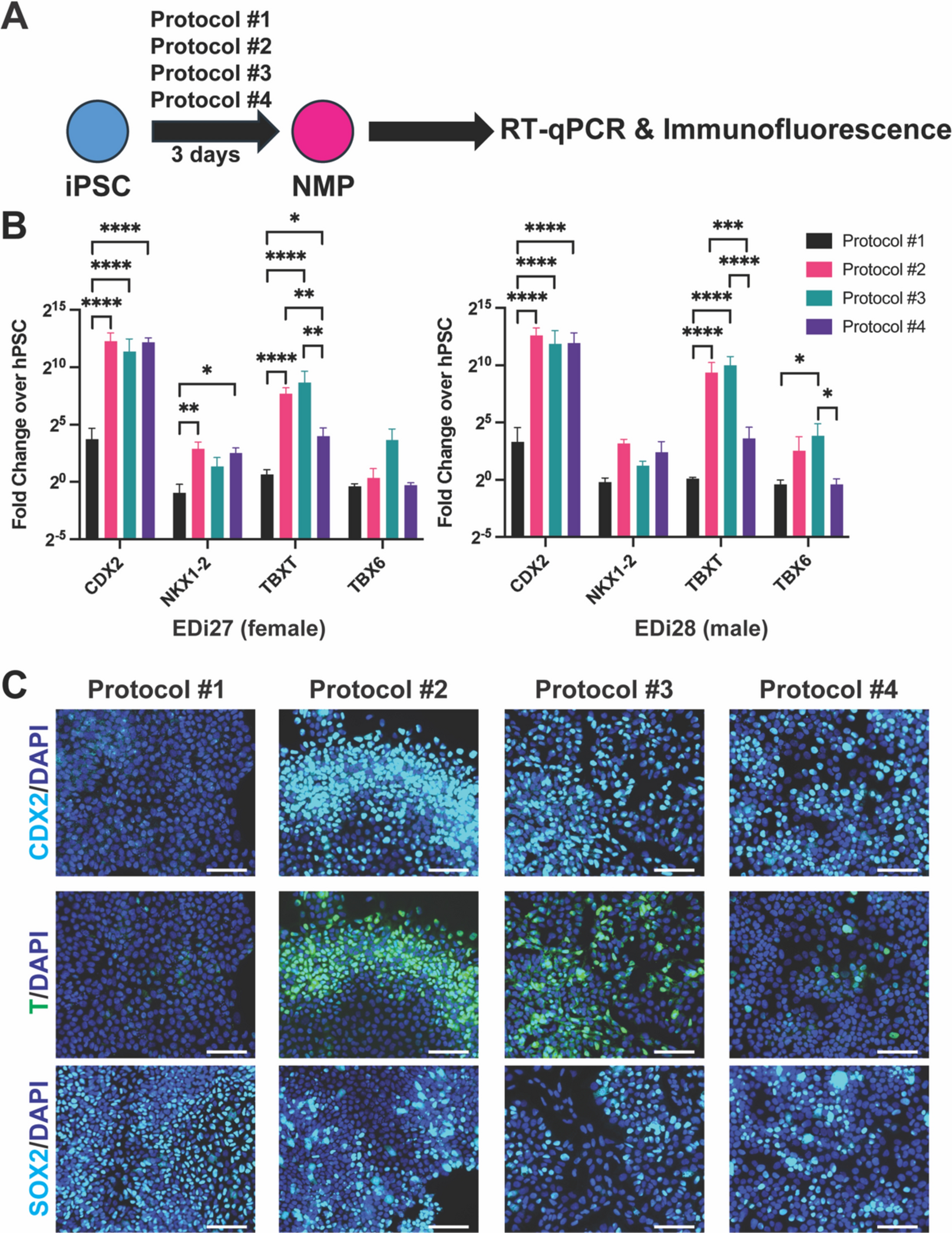 Comparison of human pluripotent stem cell differentiation protocols to  generate neuroblastoma tumors | Scientific Reports