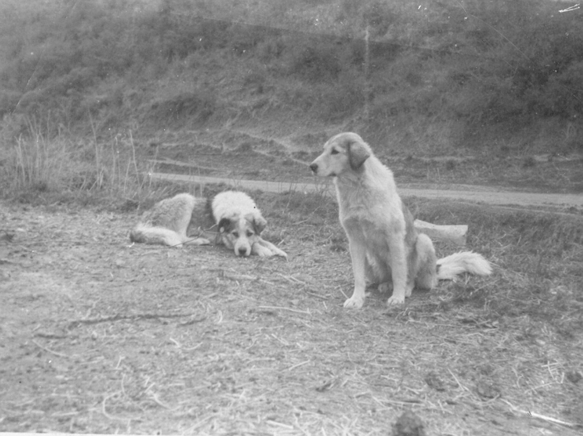 Genetic diversity and origin of Kazakh Tobet Dogs | Scientific Reports