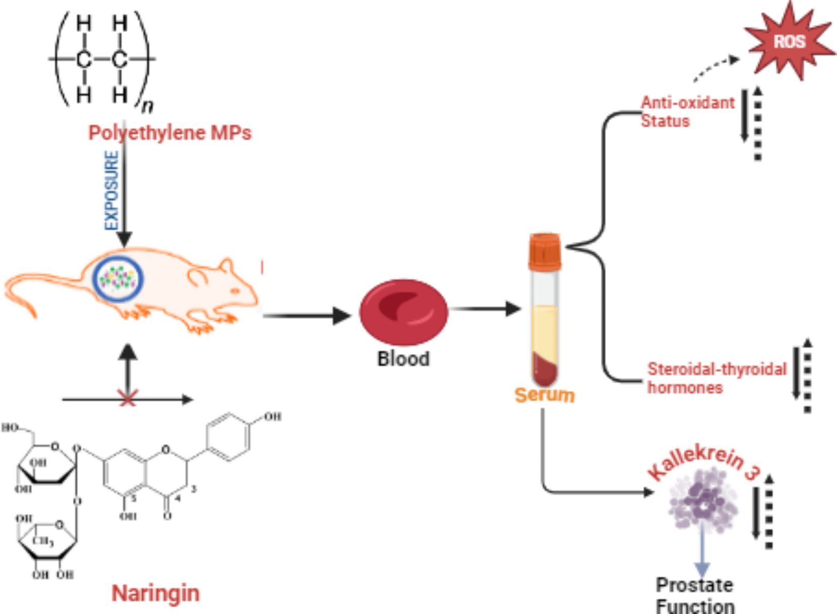 glutathione microplastics Impact of polyethylene microplastics exposure on kallikrein-3 levels,  steroidal-thyroidal hormones, and antioxidant status in murine model:  protective potentials of naringin