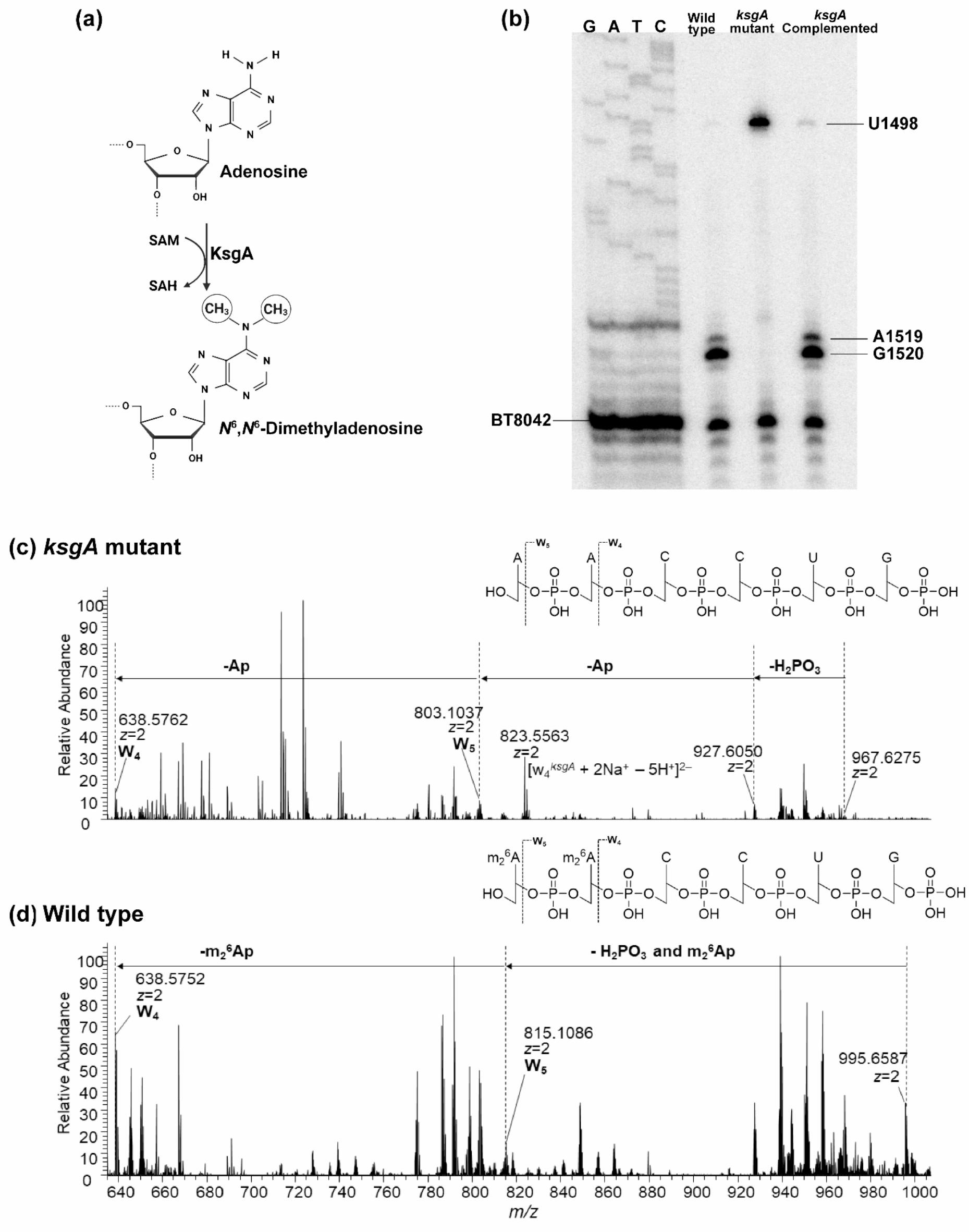 16S rRNA methyltransferase KsgA contributes to oxidative stress 