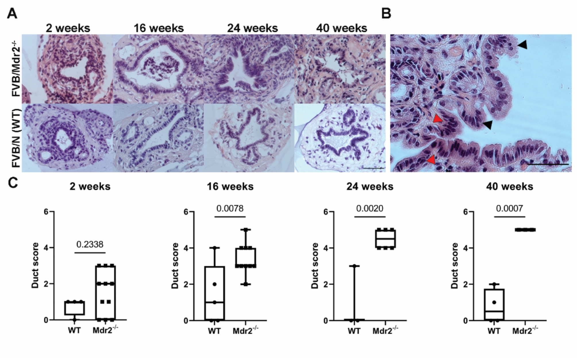 age limit for glutathione injection Can NAC (N-Acetyl-L-Cysteine) Support Energy and Brain Fog in Long COVID  and ME/CFS? main image 0