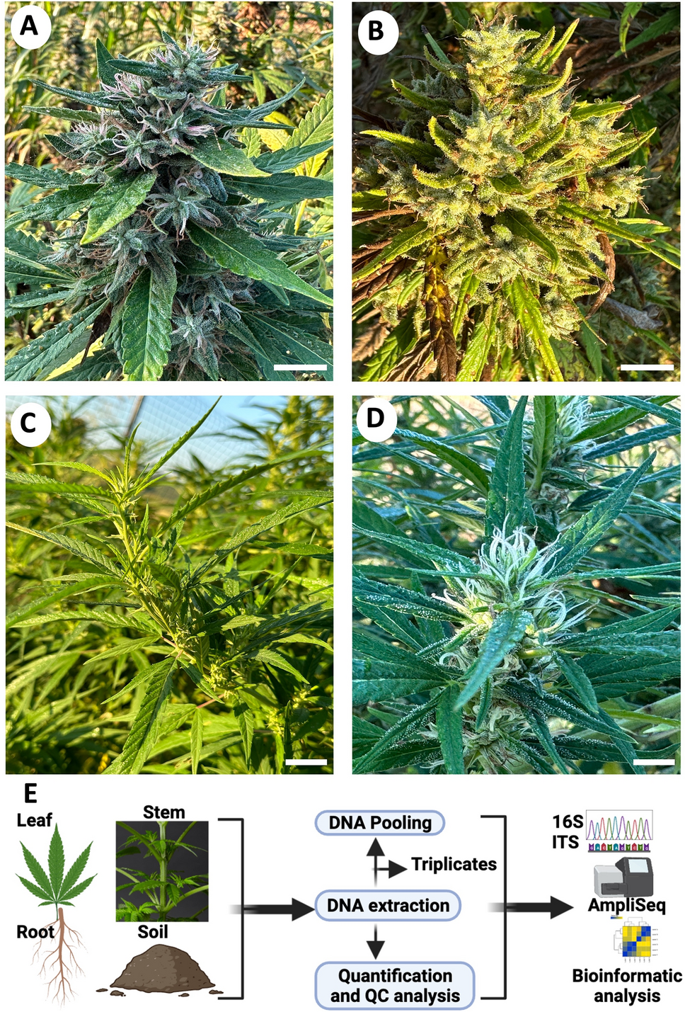 麻に関する研究が持続可能な農業に貢献 (University of Houston Study on Hemp May Lead to More Sustainable Farming Methods)