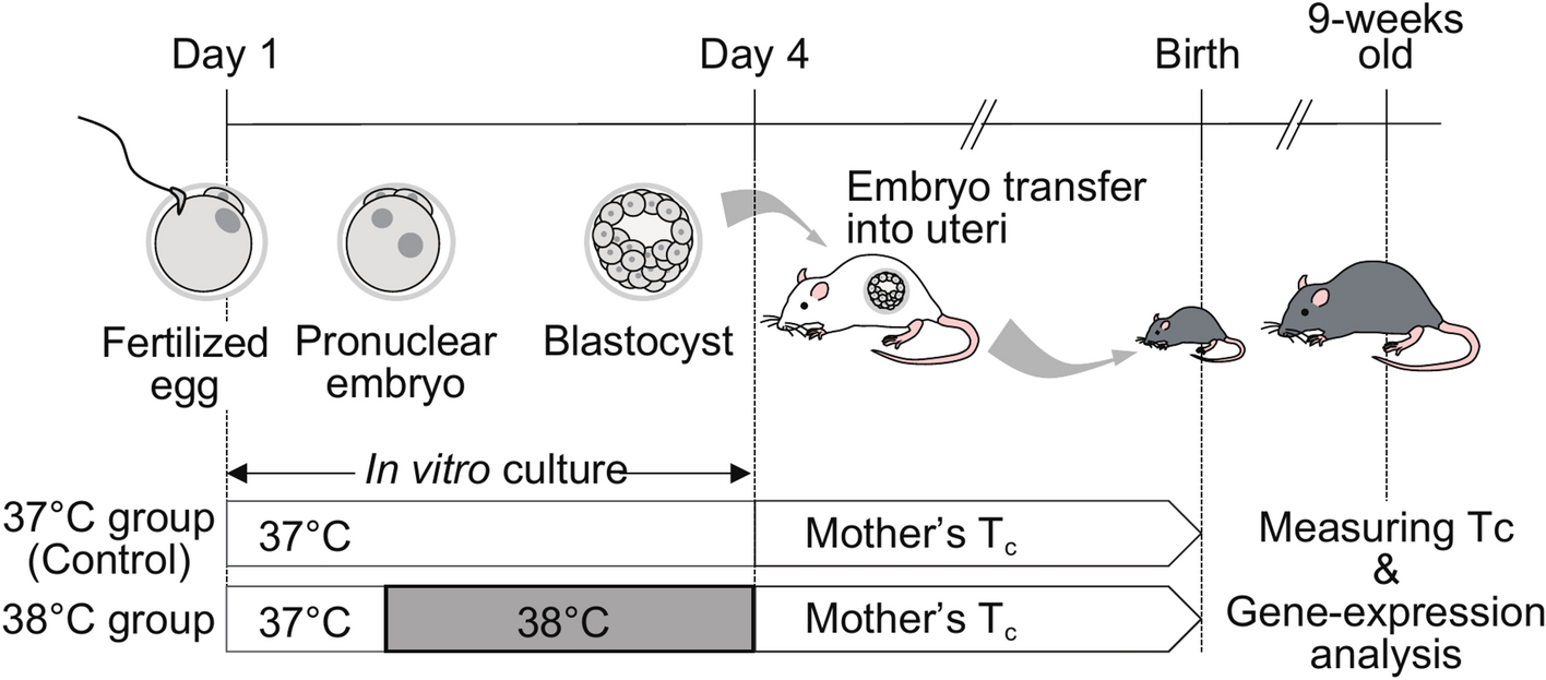 High-temperature exposure during the early embryonic stage lowers core body  temperature after growth via a hypothalamic Igfbp2-dependent mechanism |  Scientific Reports, image size:1416x623