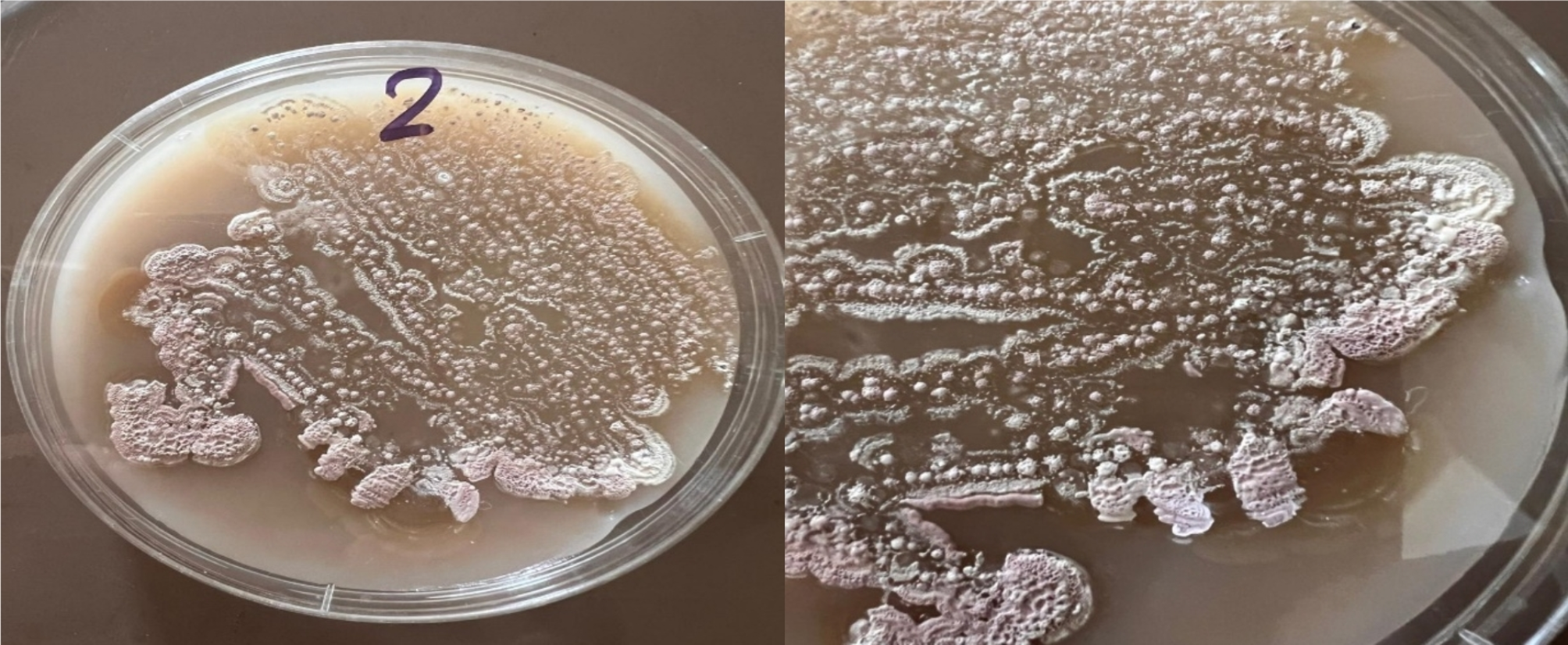 Biogenic synthesis of titanium nanoparticles by Streptomyces  rubrolavendulae for sustainable management of Icerya aegyptiaca (Douglas) |  Scientific Reports