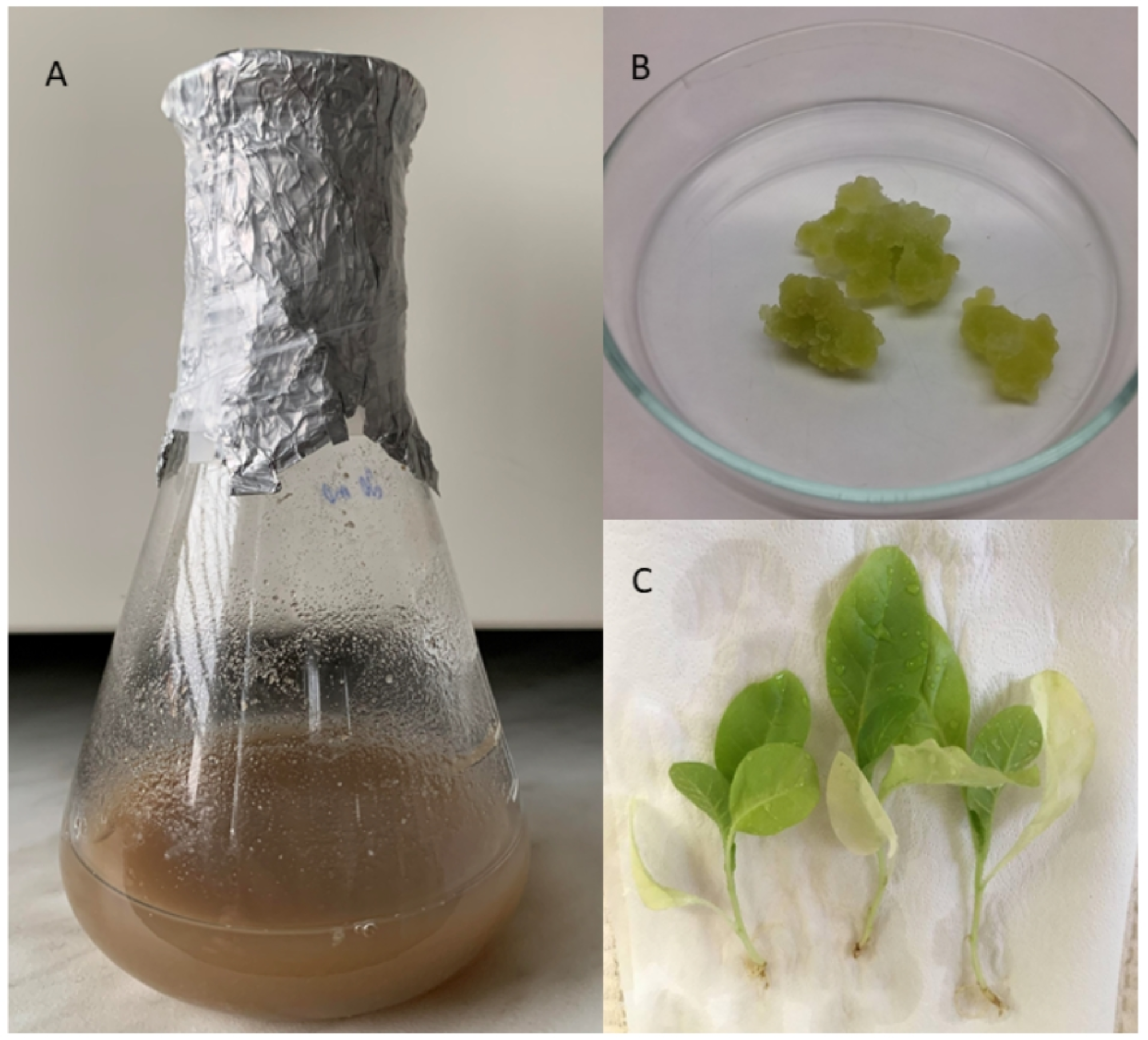 tobacco tissue culture Diversity of extracellular vesicles derived from calli, cell culture and  apoplastic fluid of tobacco