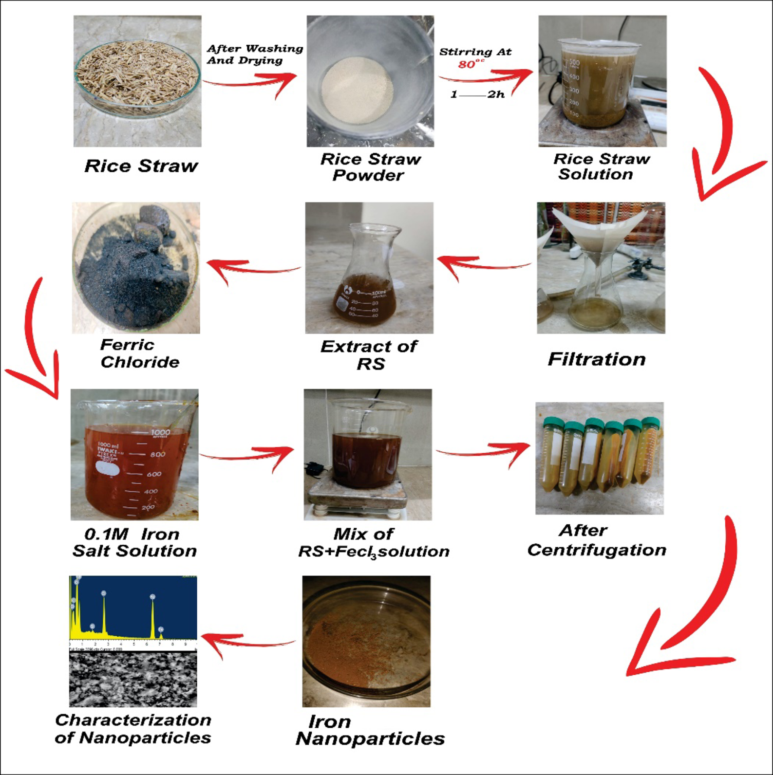 Green synthesized FeNPs ameliorate drought stress in Spinacia oleracea L.  through improved photosynthetic capacity, redox balance, and antioxidant  defense | Scientific Reports