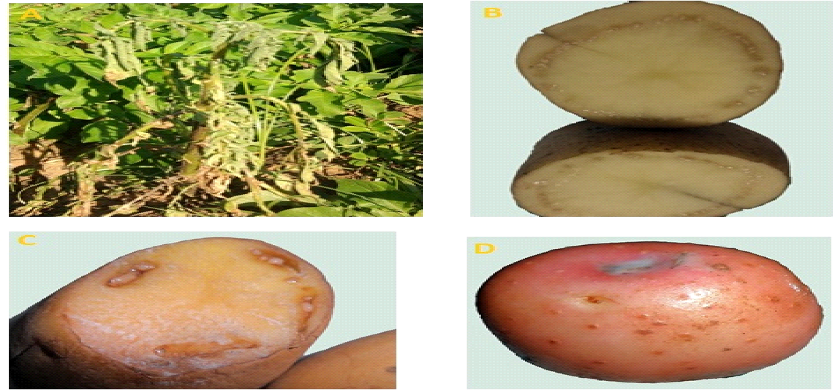 Expression of pathogenesis-related proteins in potato brown rot plants  confers resistance to filamentous pathogens under field trials | Scientific  Reports