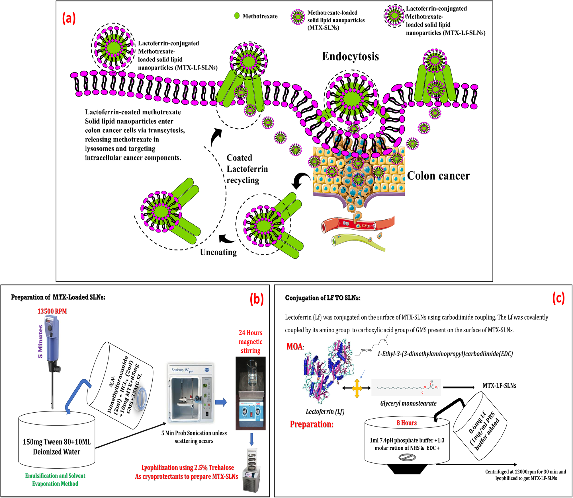 Study of caspase-6 activity in aggressive HCT116 cells using  methotrexate-encapsulated lactoferrin-conjugated solid lipid nanoparticles  via in silico and in vitro approaches | Scientific Reports