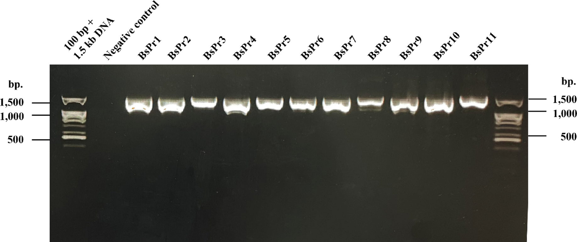 Exploring genetic diversity and genomic insights of Bacillus subtilis  isolates from cassava rhizosphere using molecular barcoding and whole  genome sequencing | Scientific Reports