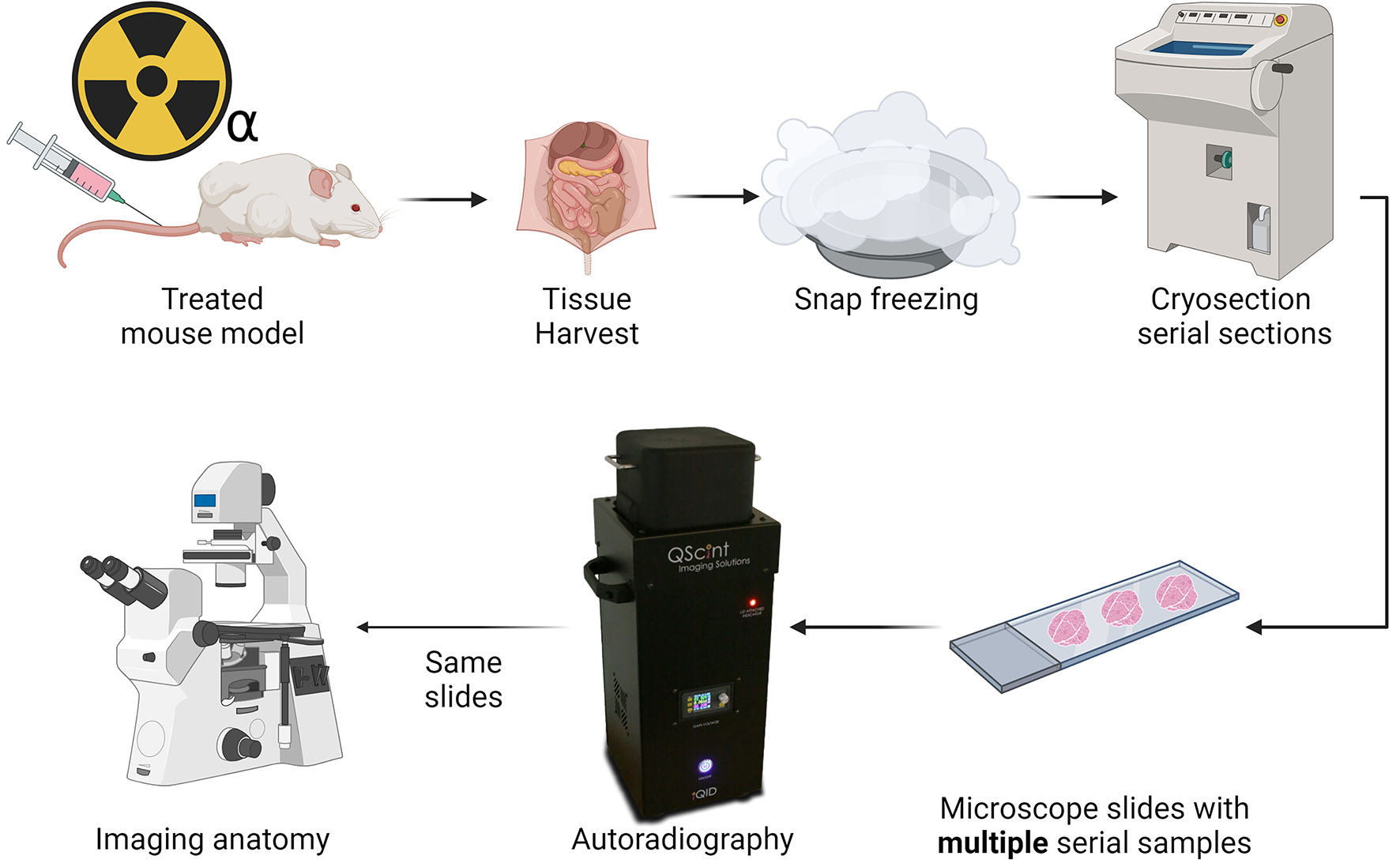 Enhanced activity localization and microscale dosimetry in alpha-emitter  radiopharmaceutical therapy using integrated autoradiography and  histological imaging | Scientific Reports