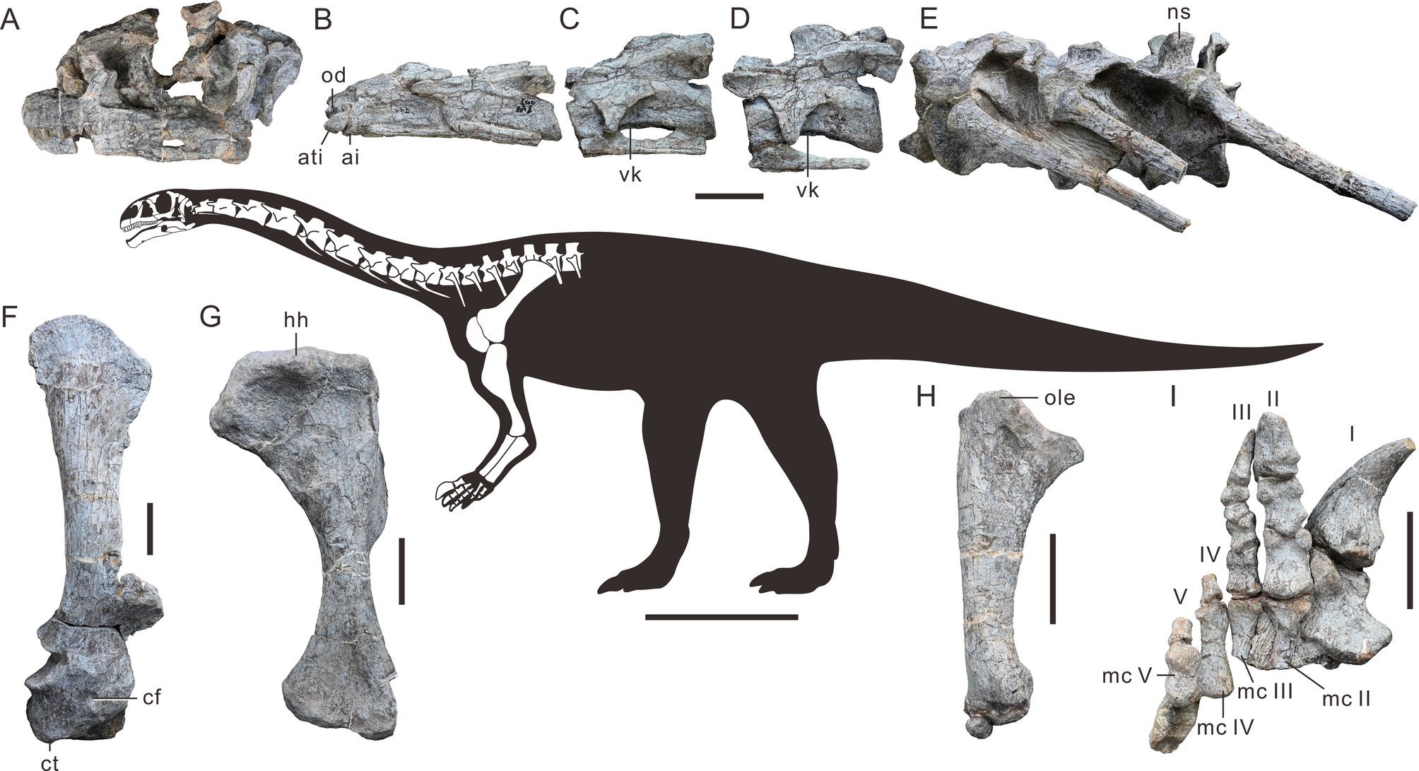 東アジア最古の竜脚形類恐竜を発見(Chinese Researchers Discover East Asia’s Oldest Sauropodomorph Dinosaur)