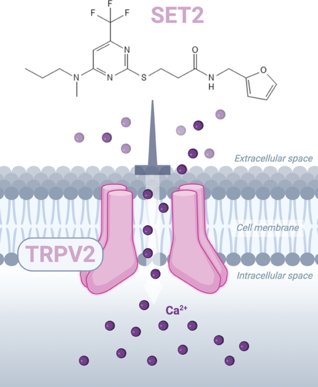 Pharmacokinetic analysis of selective TRPV2 inhibitor SET2 in rats |  Scientific Reports