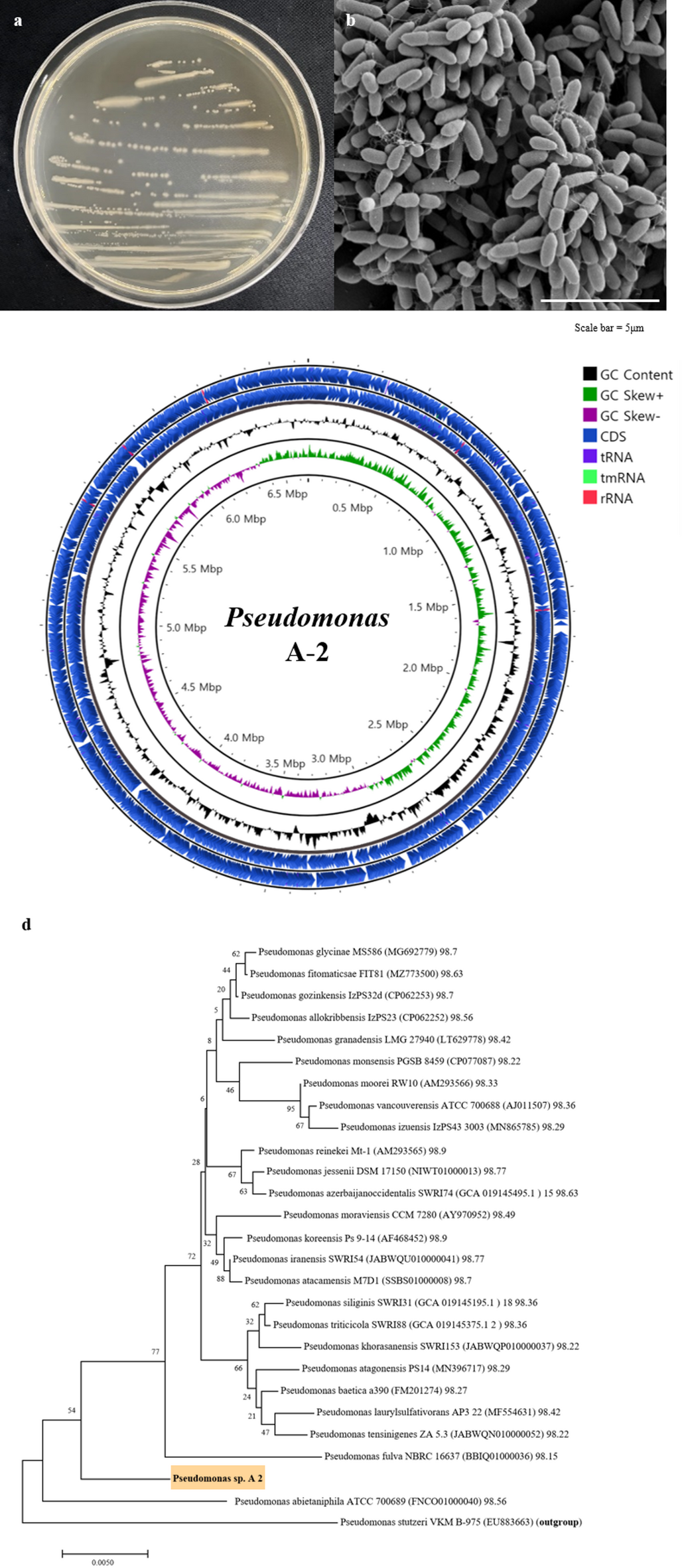 Functional characterization of a novel plant growth-promoting  rhizobacterium enhancing root growth and salt stress tolerance | Scientific  Reports