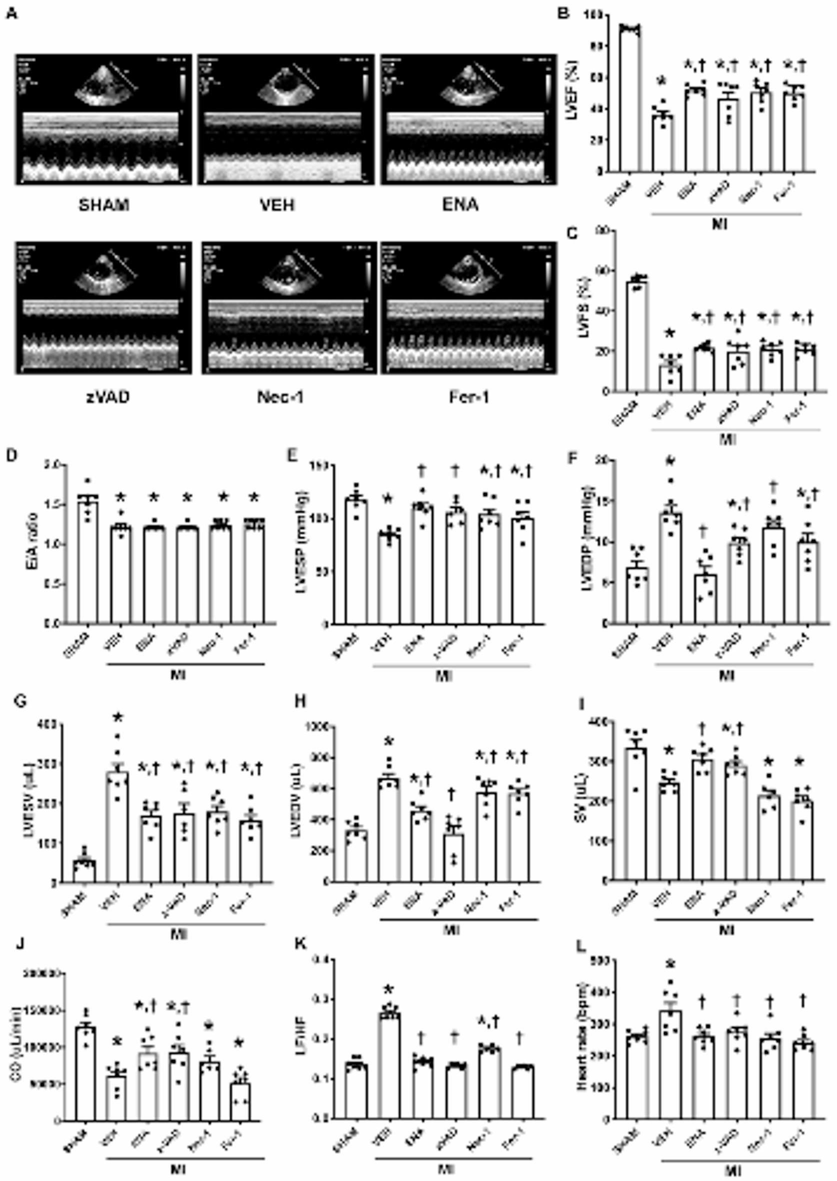 Pharmacological inhibition of apoptosis, necroptosis, and ferroptosis  confers effective cardioprotection in post-myocardial infarction in rats |  Scientific Reports
