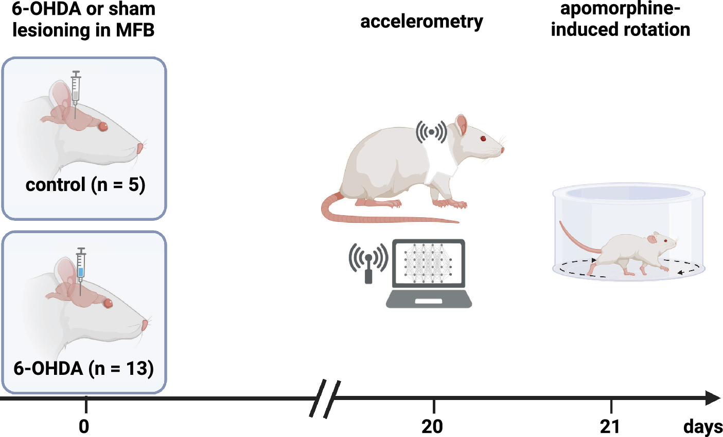 Accelerometry is a valid method to distinguish between healthy and  6-OHDA-lesioned parkinsonian rats | Scientific Reports