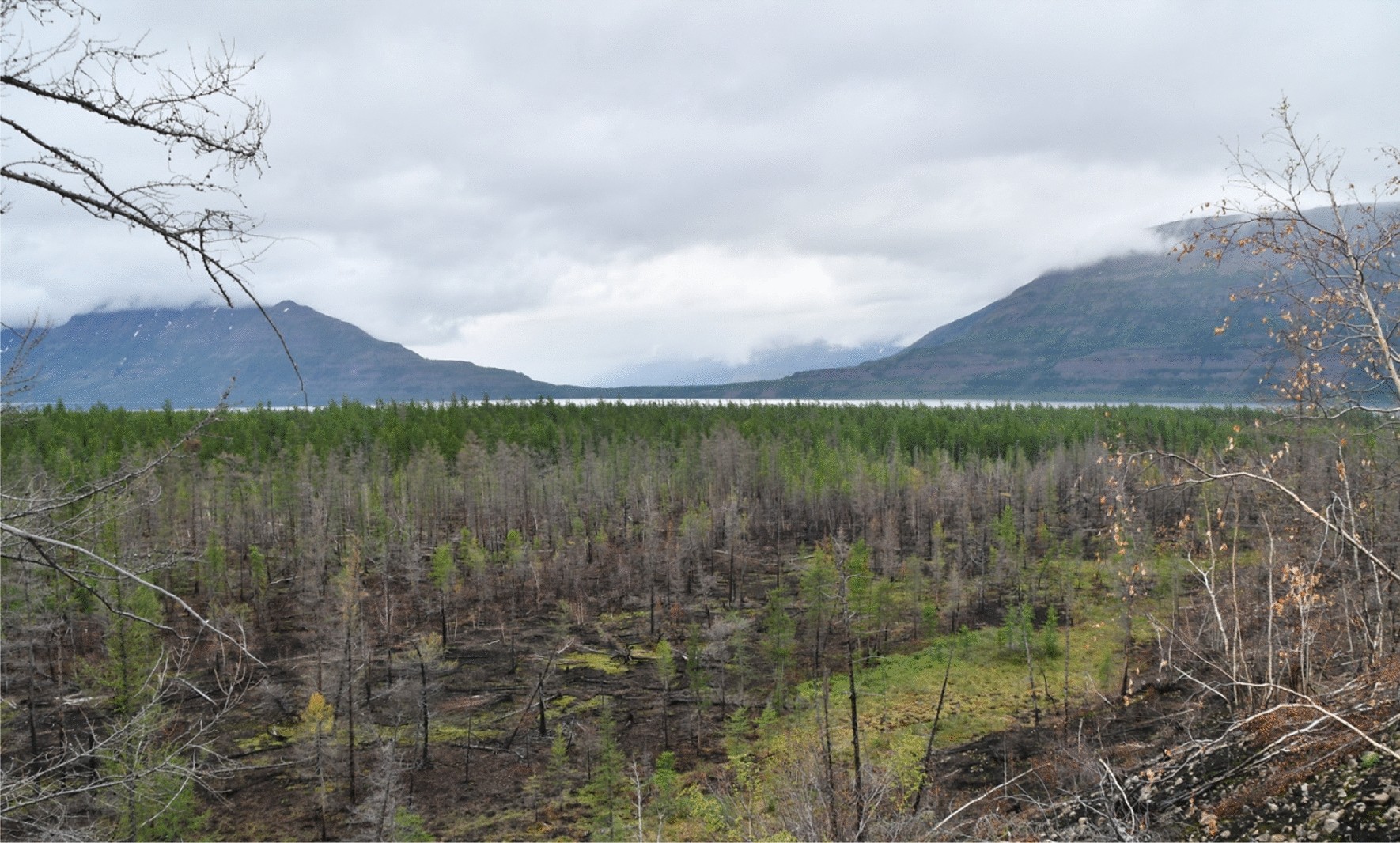 Canadian wildfires: Drought and 'zombie fires' spark concerns – Planet  Detroit, image size:1770x1066