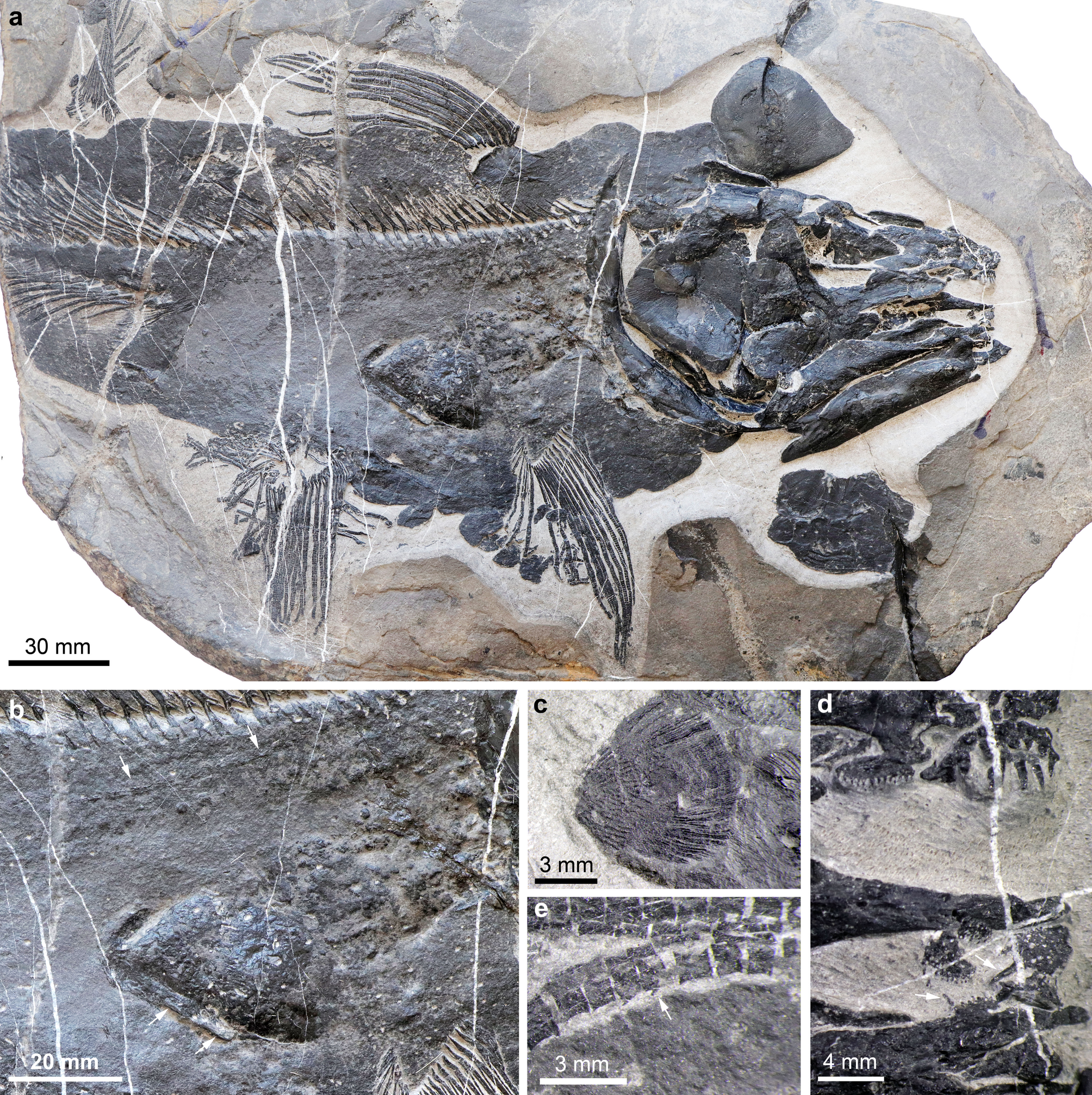 2億4900万年前の魚類化石を発見（Chinese Scientists Discover 249-million-year-old Fish Fossil）