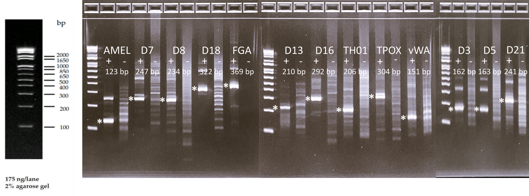 Recombinase polymerase amplification of forensic short tandem repeat loci |  Scientific Reports