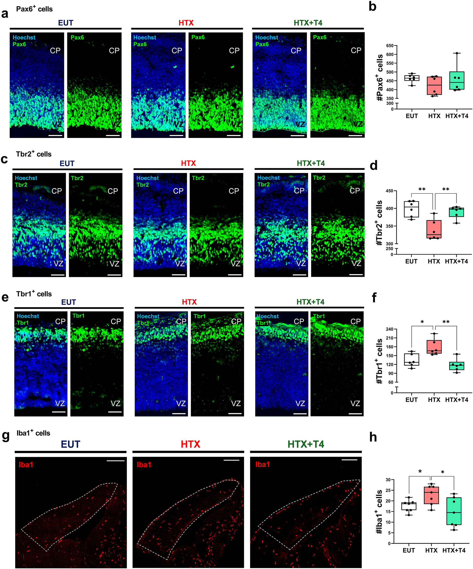 Fig. 4: Gestational HTX impairs embryonic cortical development and increases microglial pool