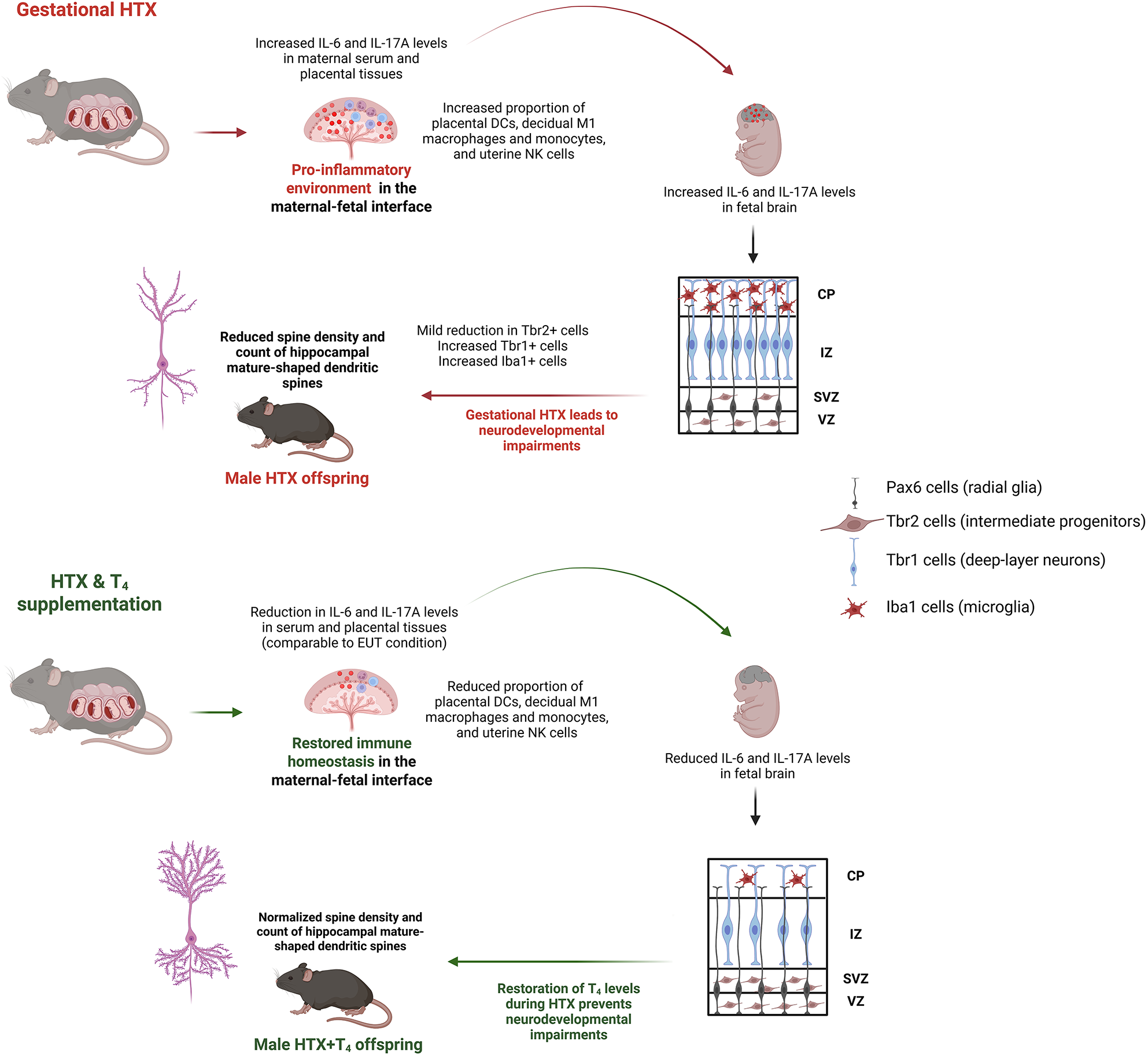 Fig. 6: Proposed model of pro-inflammatory responses induced by low maternal T₄ levels during early pregnancy