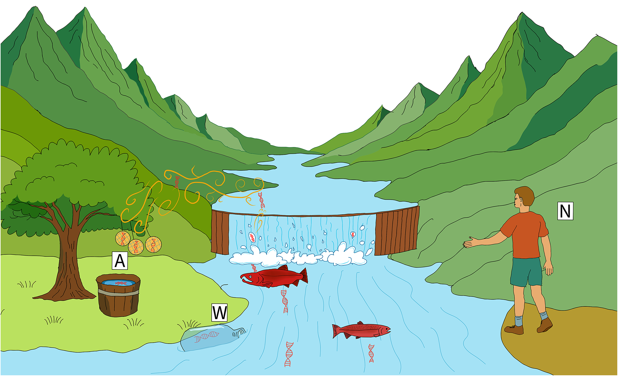 空中eDNAでサケ個体数を効率的に算定（Counting salmon is a breeze with airborne eDNA）