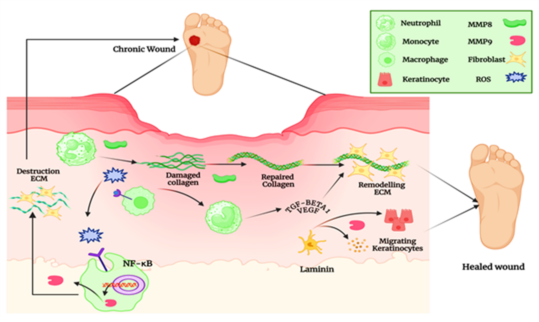 In silico evaluation of Ocimum sanctum phytochemicals for diabetic foot ulcer therapy through docking, ADMET, DFT, and molecular dynamics | Scientific Reports