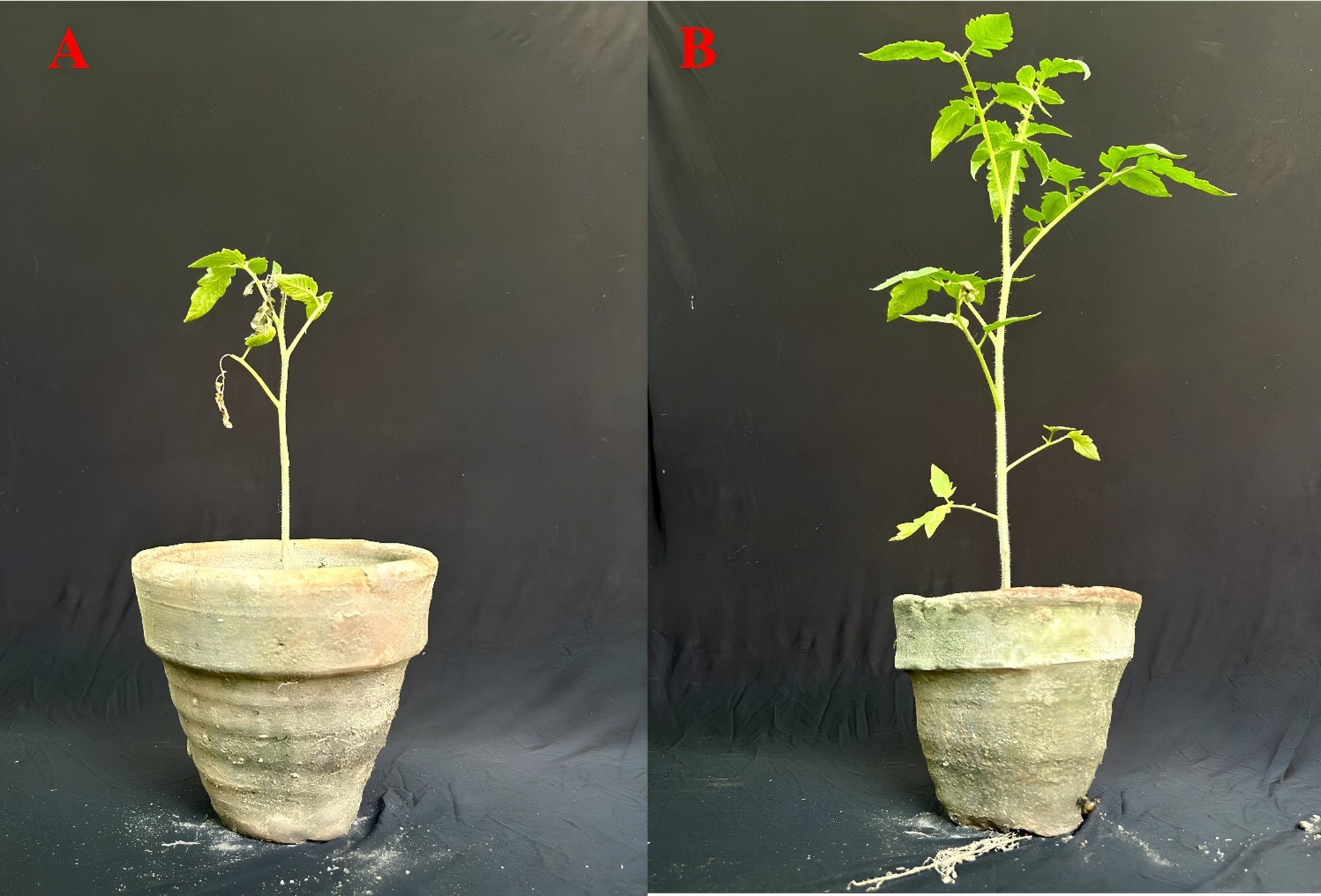 Melatonin-induced resistance response activation against Fusarium oxysporum  f. sp. lycopersici development in tomatoes | Scientific Reports